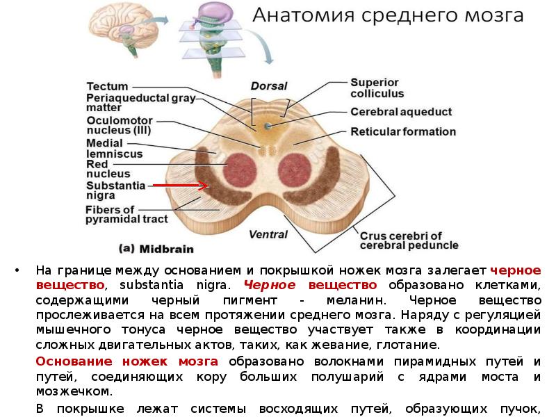 На границе&nbsp;между основанием и покрышкой ножек мозга залегает&nbsp;черное вещество, substantia nigra.