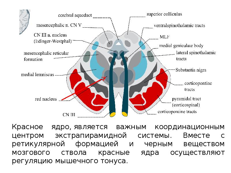 Ядра серого вещества мозжечка