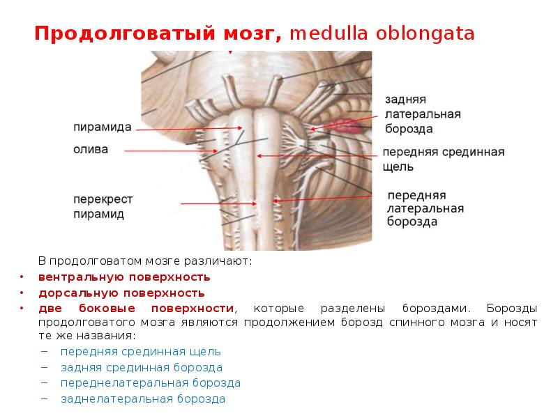 Поверхности заднего мозга. Задние канатики продолговатого мозга. Заднелатеральная борозда продолговатого мозга. Задняя латеральная борозда продолговатого мозга. Вентральная поверхность продолговатого мозга анатомия.