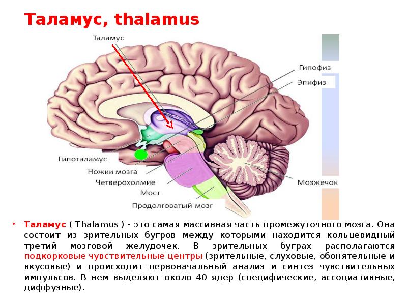 Таламус мозга это. Мозг анатомия таламус. Зрительный бугор таламус анатомия. Строение головного мозга зрительные Бугры. Функции таламуса мозга.