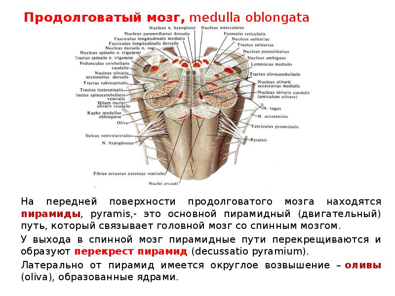Продолговатый мозг размеры. Продолговатый мозг Medulla Oblongata. Передняя поверхность продолговатого мозга анатомия. Продолговатый мозг (медулла облонгата).. Ala cinerea продолговатого мозга.