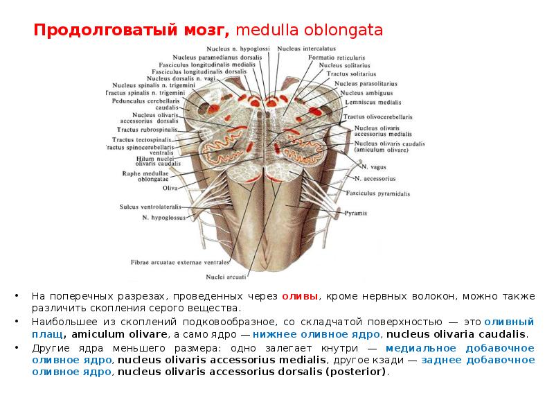 Капилляр щитовидной железы продолговатый мозг. Внутренняя структура продолговатого мозга. Внутреннее строение продолговатого мозга. Ядра продолговатого мозга схема. Поперечный срез продолговатого мозга.