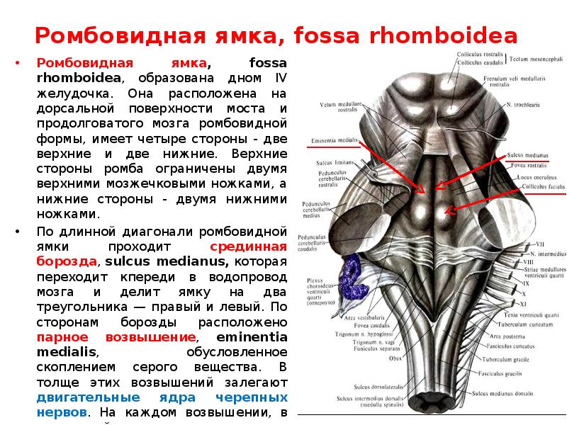Ствол латынь. Продолговатый мозг анатомия строение. Внешнее строение ромбовидной ямки. Дорсальная поверхность продолговатого мозга. Дорсальная поверхность ствола головного мозга.