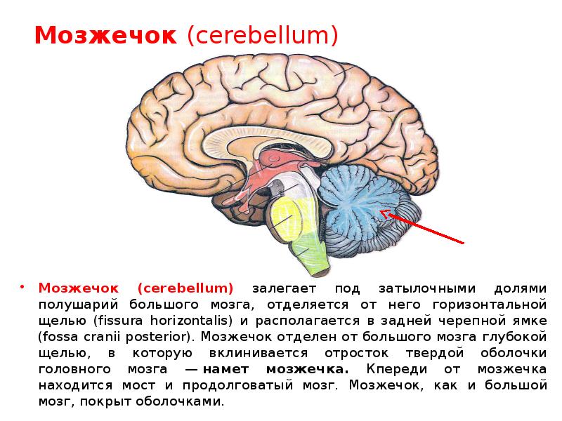 Мозжечок (cerebellum) Мозжечок (cerebellum) залегает под затылочными долями полушарий большого мозга,