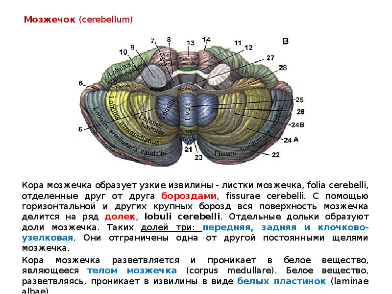 Мозжечок (cerebellum) 	Кора мозжечка образует узкие извилины - листки мозжечка, folia