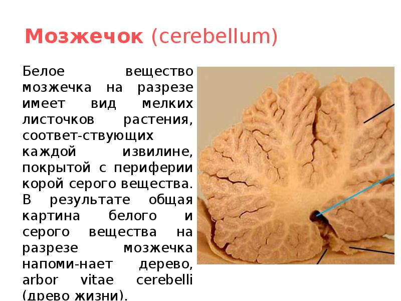 Мозжечок (cerebellum) 	Белое вещество мозжечка на разрезе имеет вид мелких листочков