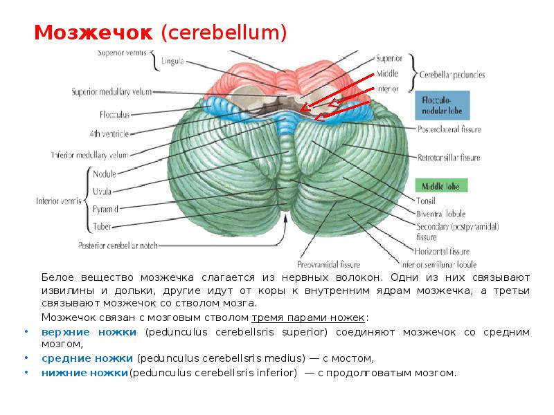 Мозжечок (cerebellum) 	Белое вещество мозжечка слагается из нервных волокон. Одни из