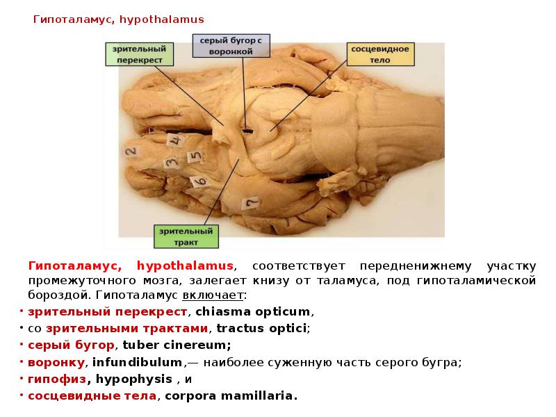 Гипоталамус, hypothalamus 	Гипоталамус, hypothalamus, соответствует передненижнему участку промежуточного мозга, залегает книзу