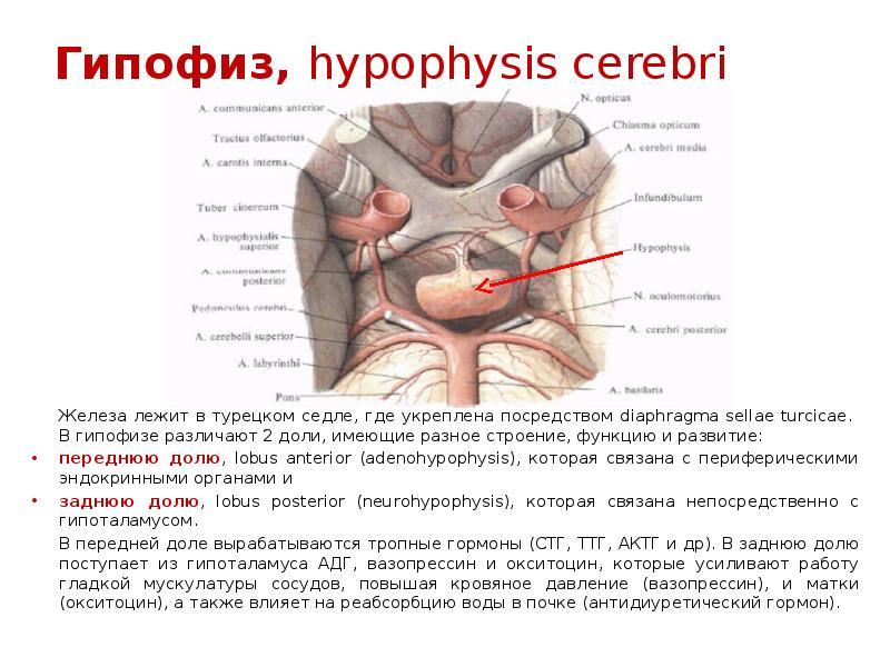 Гипофиз, hypophysis cerebri 	Железа лежит в турецком седле, где укреплена посредством