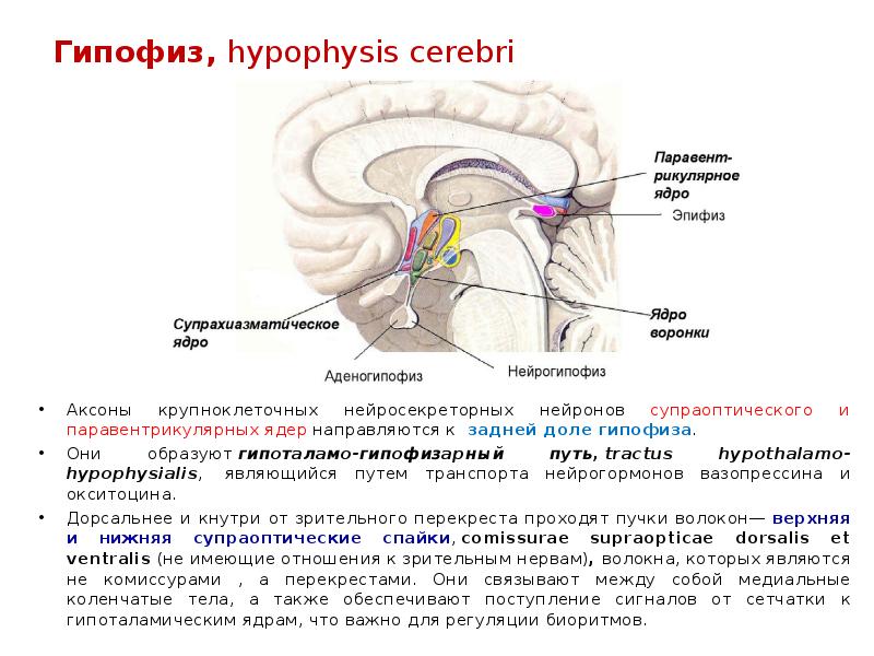 Гипофиз, hypophysis cerebri Аксоны крупноклеточных нейросекреторных нейронов супраоптического и паравентрикулярных ядер