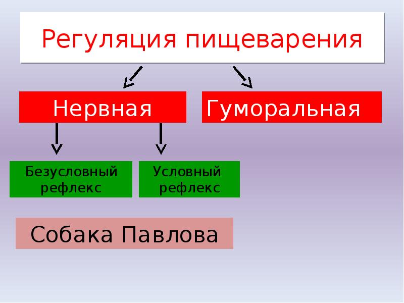 Гуморальная регуляция примеры. Регуляция пищеварения 8 класс презентация. Биохимическая регуляция пищеварения. Нервная и гуморальная регуляция пищеварения. Гуморальная регуляция пищеварения.