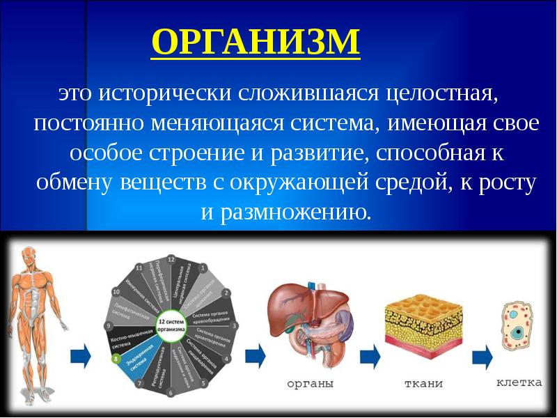 Общий план строения организма человека