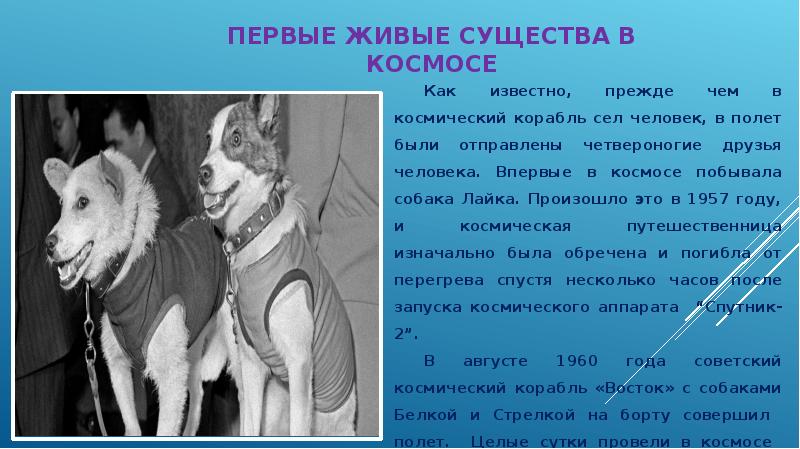 Первое живое существо совершившее орбитальный. 12 Апреля день космонавтики собака лайка. 12 Апреля день космонавтики собака лайк. Лайка собака-космонавт фото.