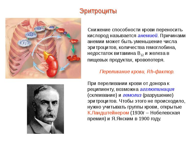 Презентация кровь пименов