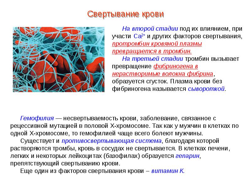 Презентация пименов вирусы