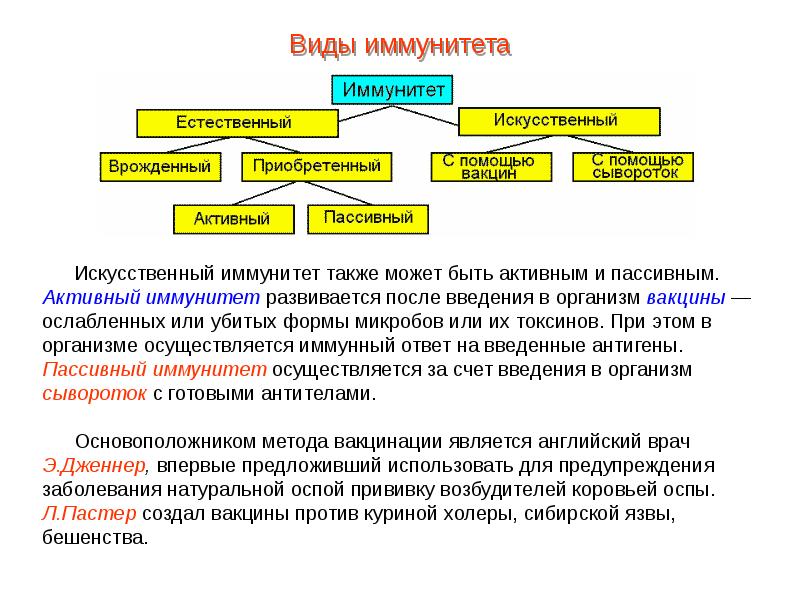 Презентация кровь пименов