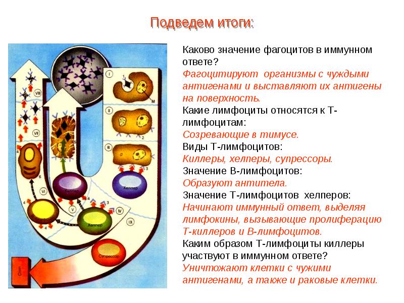 Презентация кровь пименов