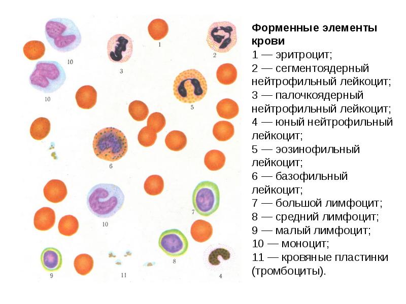 Презентация кровь пименов