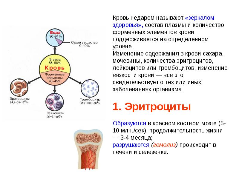 Презентация кровь пименов