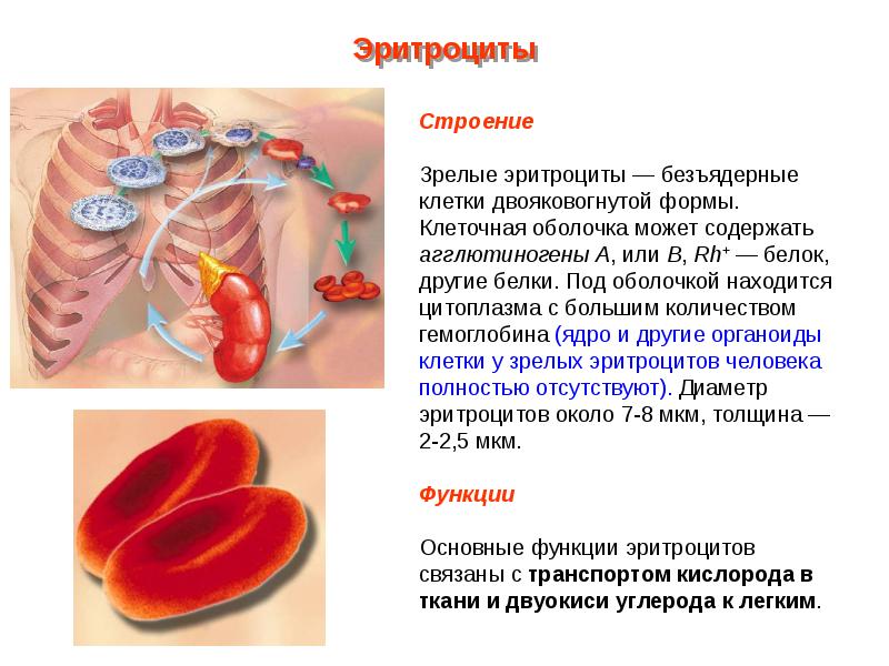 Презентация кровь пименов