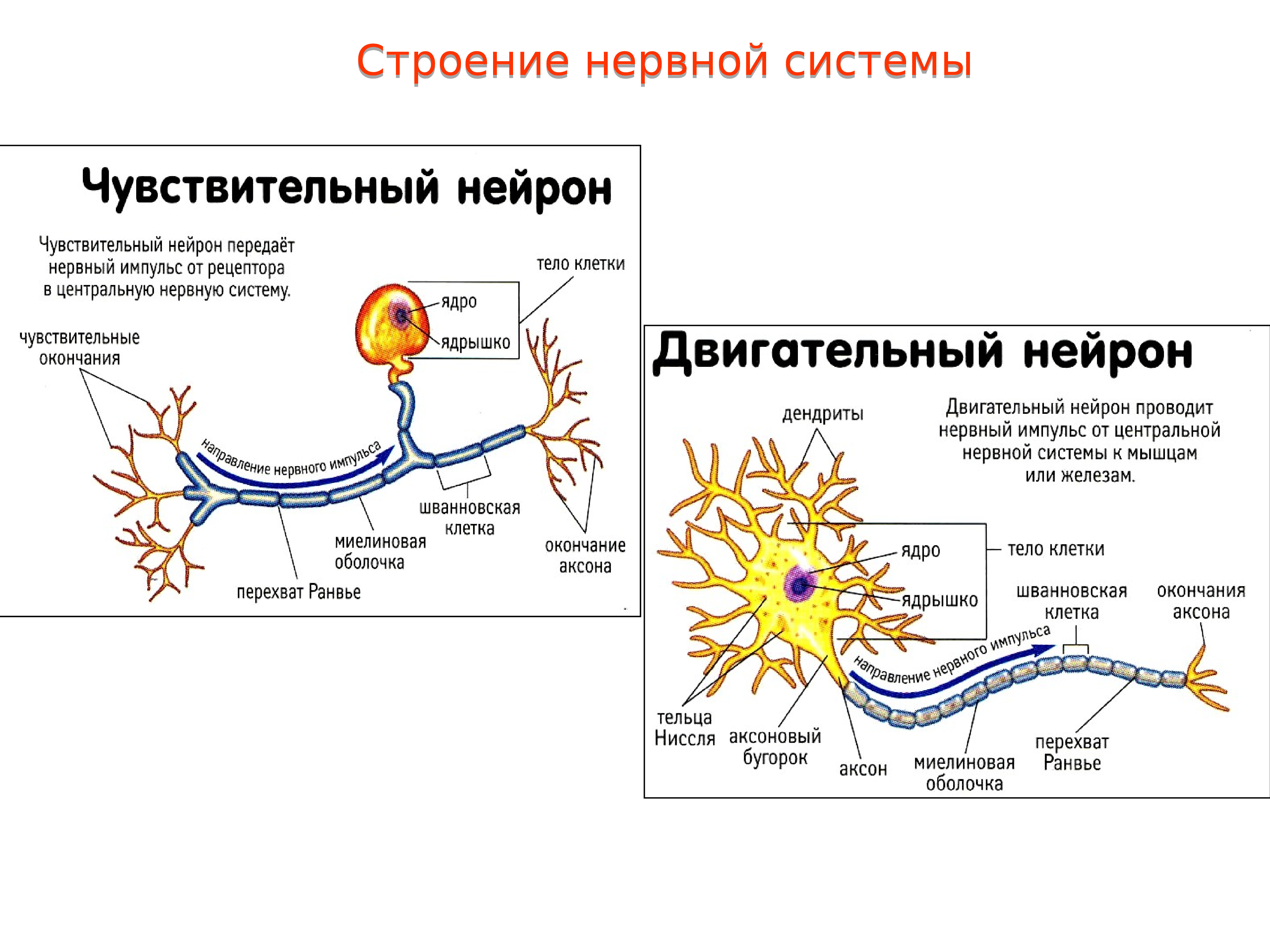 Ткань передающая импульс. Строение нервного импульса. Строение нейрона анатомия ЦНС. Схема нервной системы нейронов. Схема нейрона ЦНС.