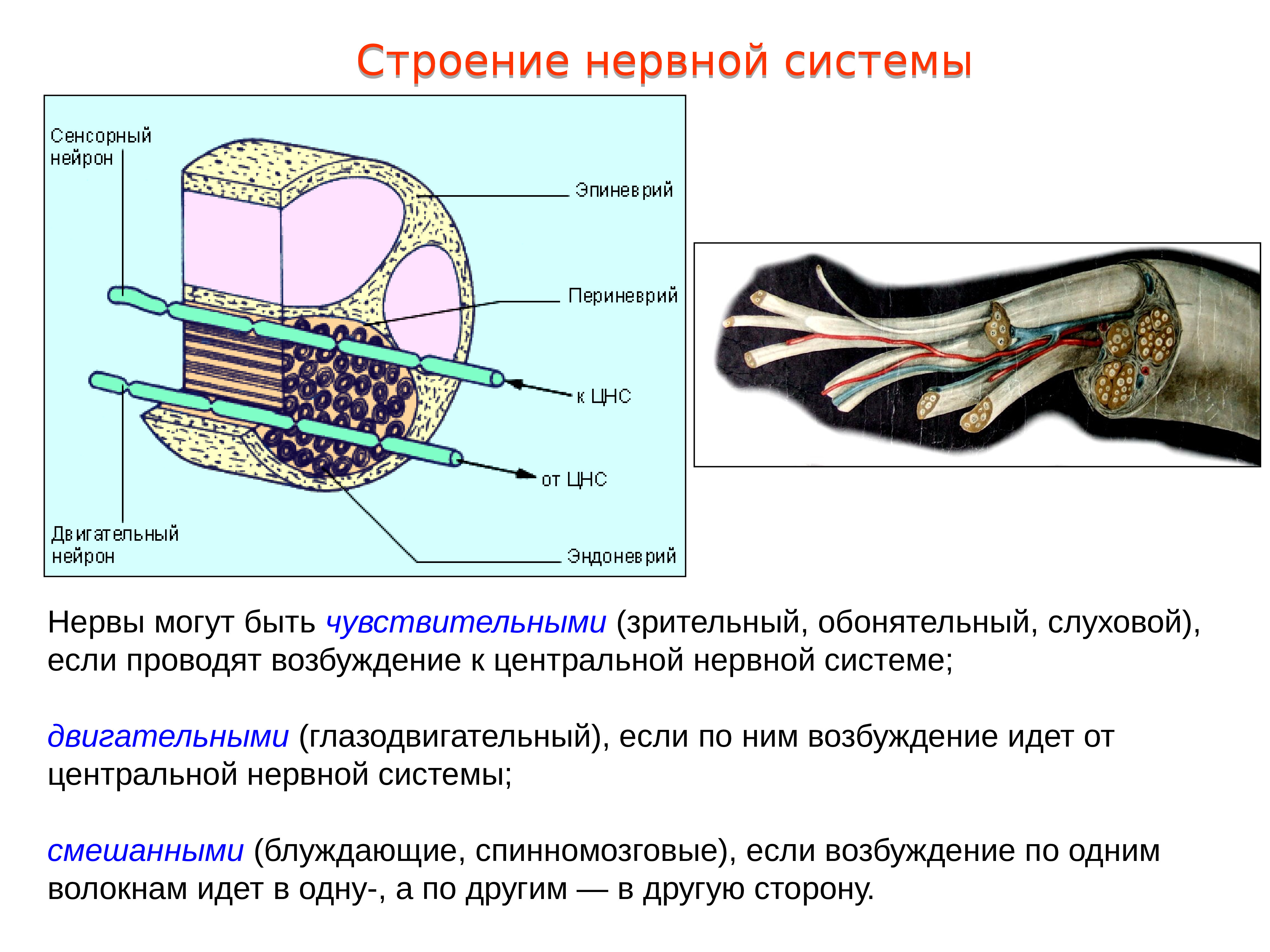 Презентация нервная система пименов