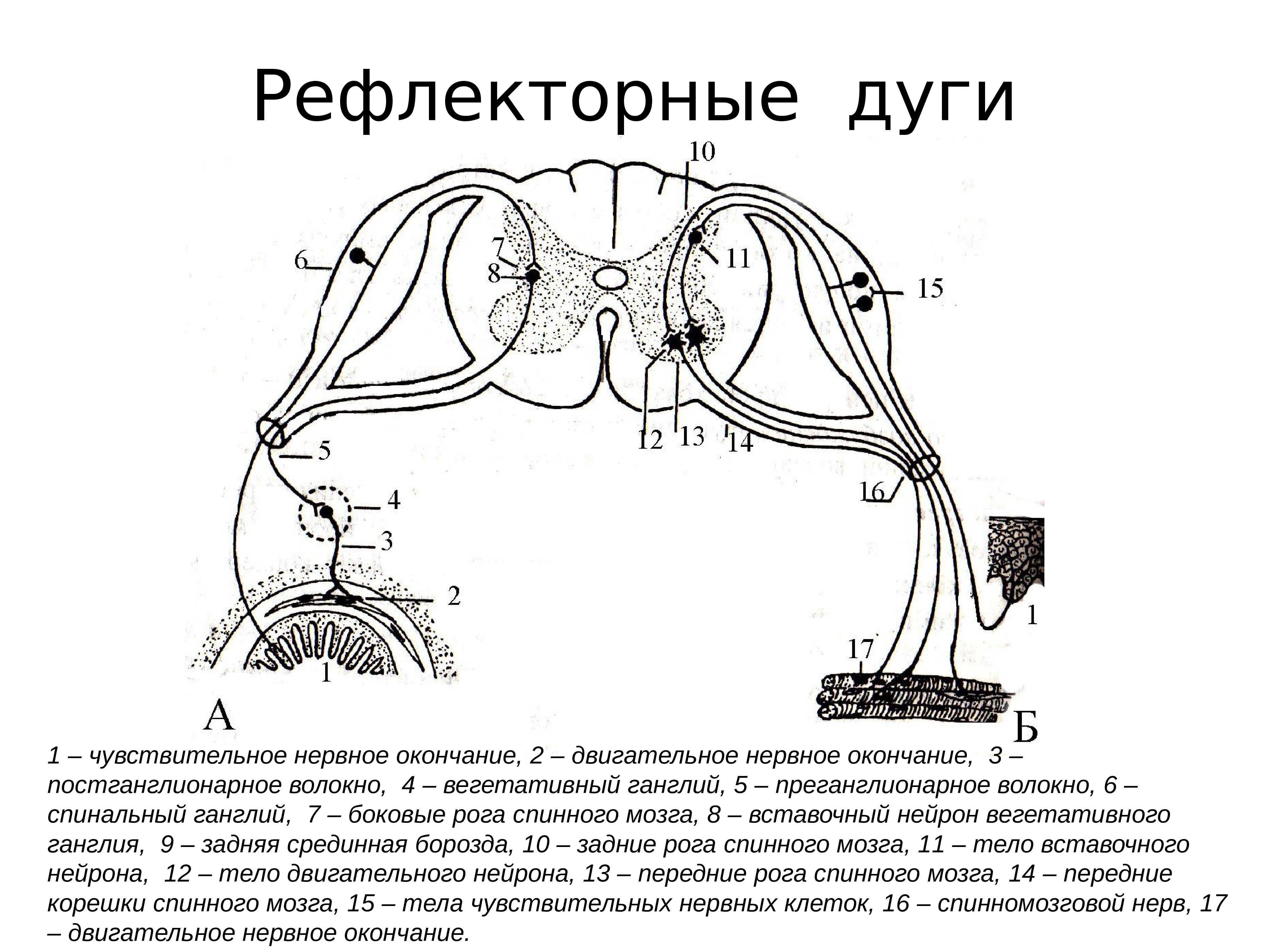 Рефлекторная дуга с мозгом. Рефлекторную дугу соматического спинномозгового рефлекса схема. Схема рефлекторной дуги соматической нервной системы. Вегетативная рефлекторная дуга гистология. Соматическая рефлекторная дуга схема с подписями.