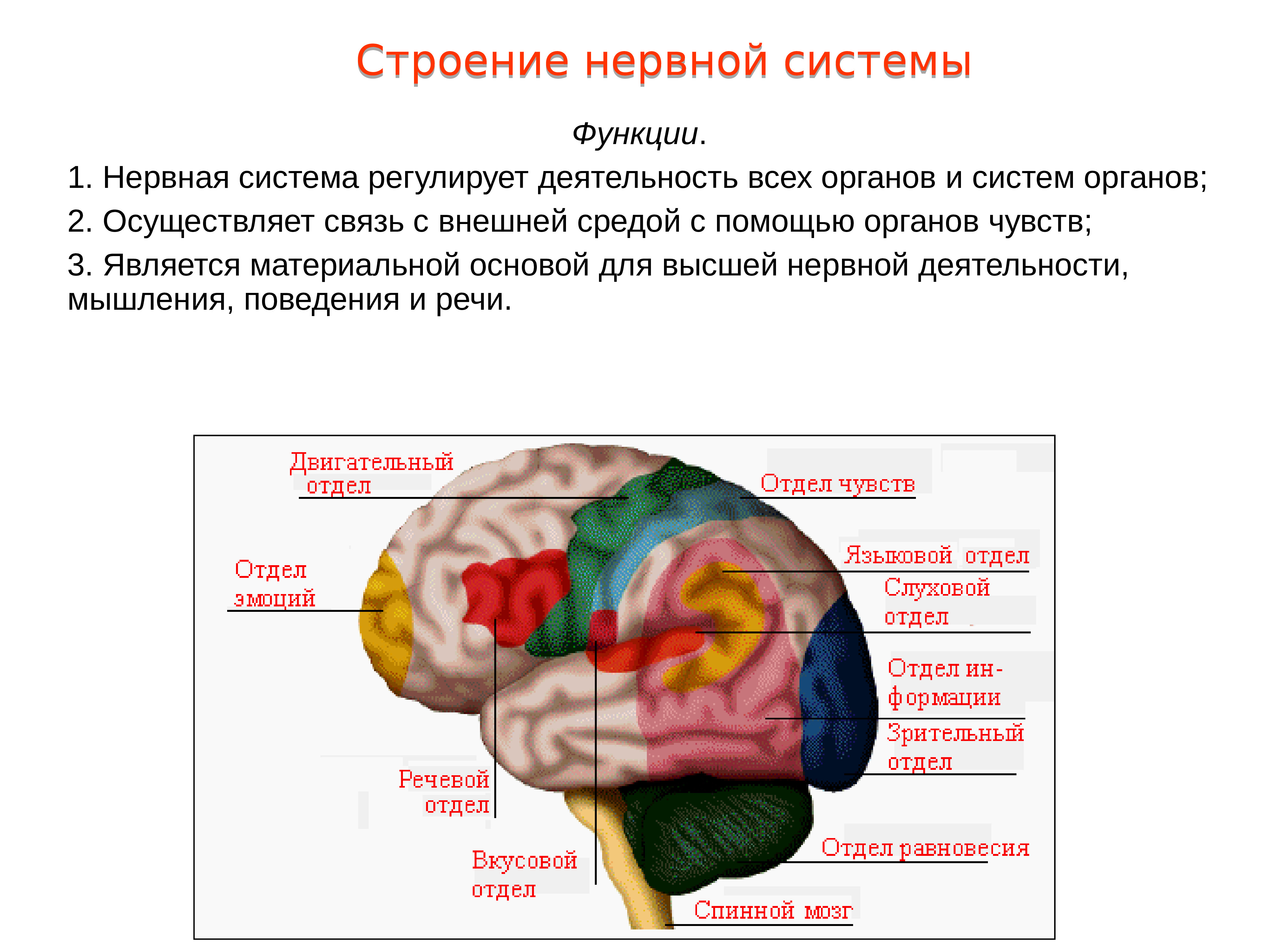 В какую систему органов входит мозг. Нервная система человека строение органы и функции таблица. Строение и функции нервной системы 8. Нервная система 8 класс биология. Функции нервной системы человека таблица.