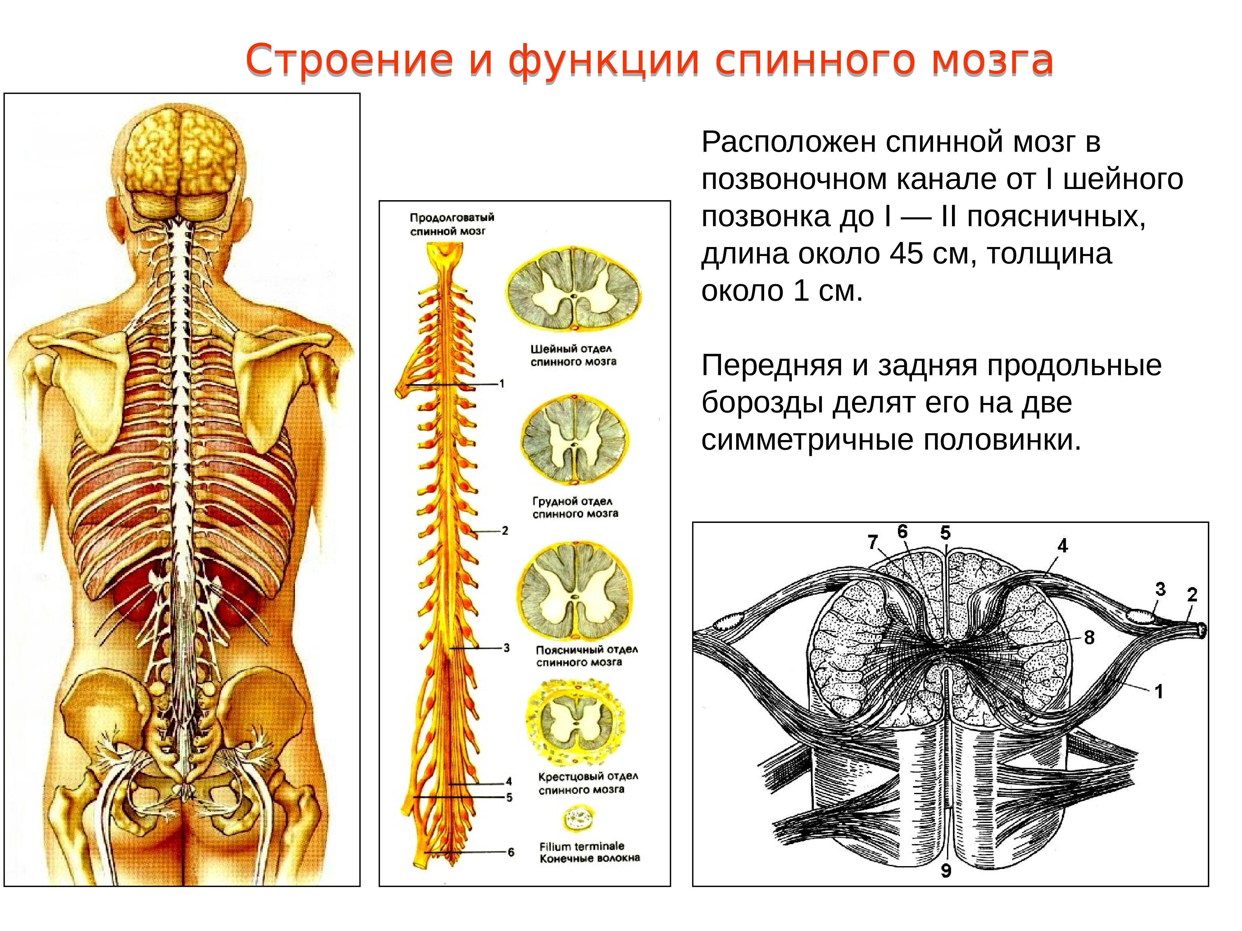 Расположение отделов спинного мозга. Нервная система схема спинного мозга. Спинной мозг строение и функции нервная система. Анатомическое строение спинномозговых нервов. Строение и функции спинномозгового мозга.
