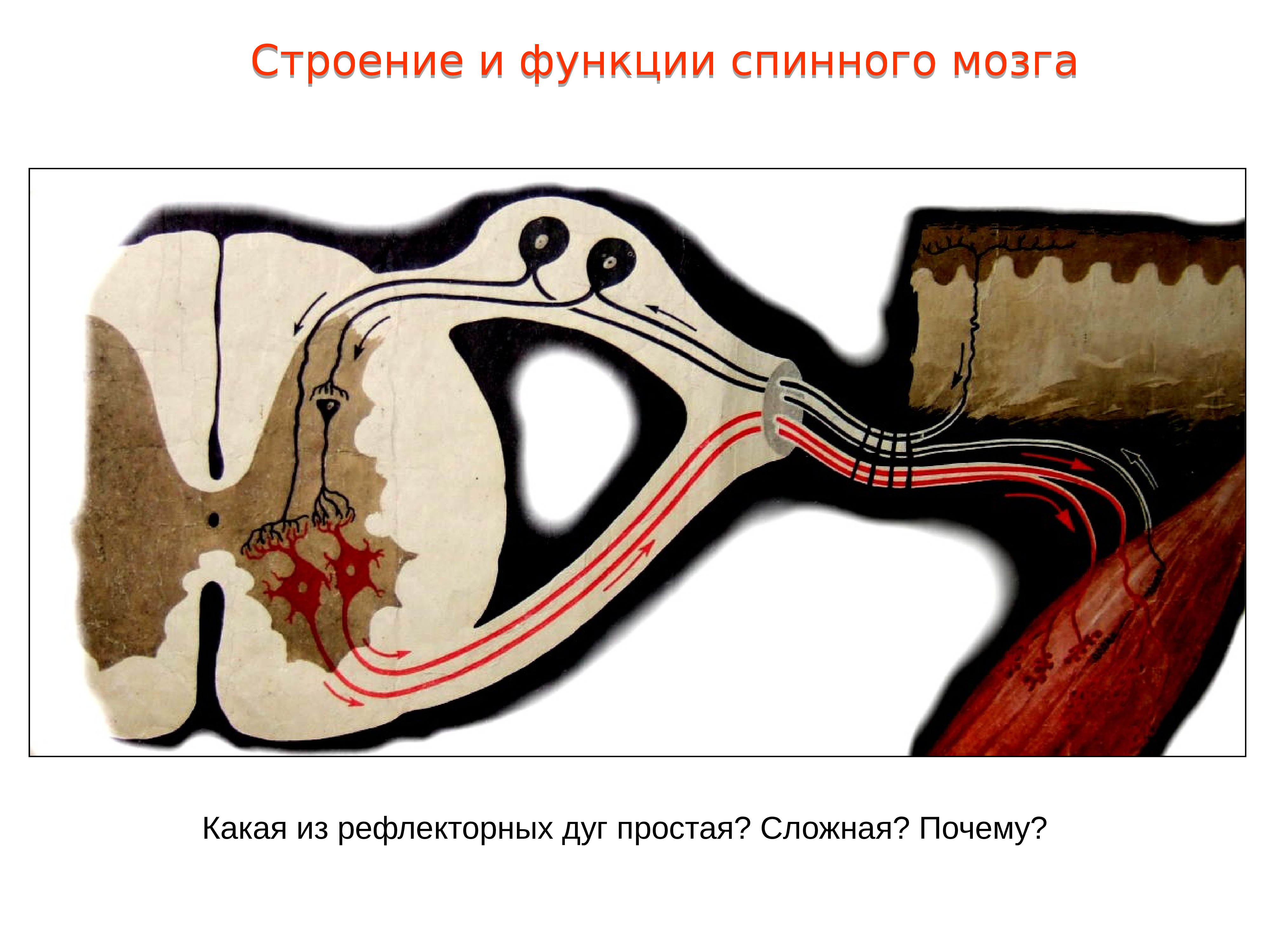 Рефлекторная дуга спинного мозга функции. Простая и сложная рефлекторная дуга. Строение и функции нервной ткани. Рефлекторные дуги. Рефлекторная дуга спинного мозга 8 класс. Поперечный срез спинномозгового нерва.