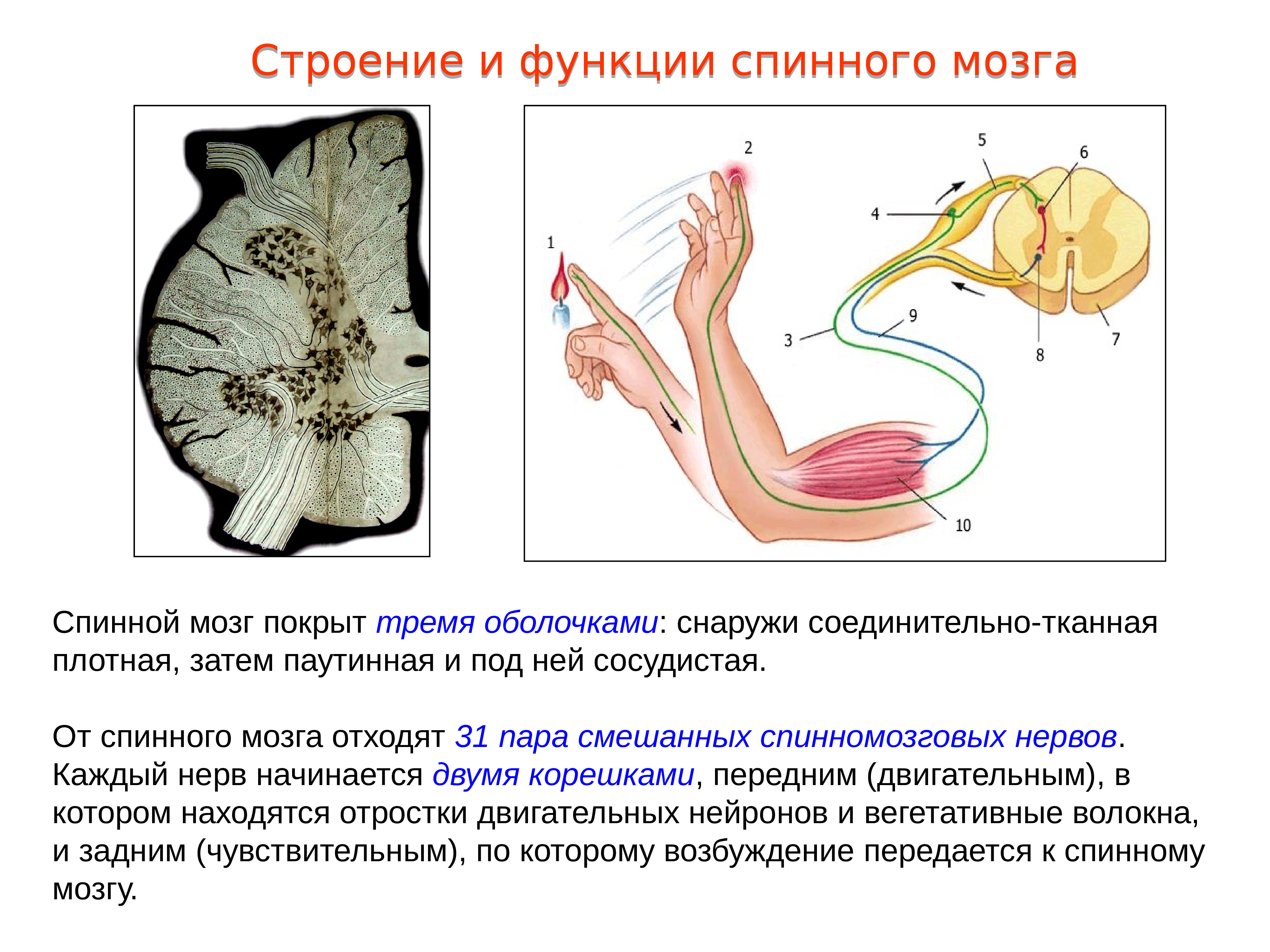 От спинного мозга отходит 31 пара. 1. Строение и функции спинного мозга.. 2. Строение и функции спинного мозга. 16. Строение и функции спинного мозга. Охарактеризуйте строение и функции спинного мозга.