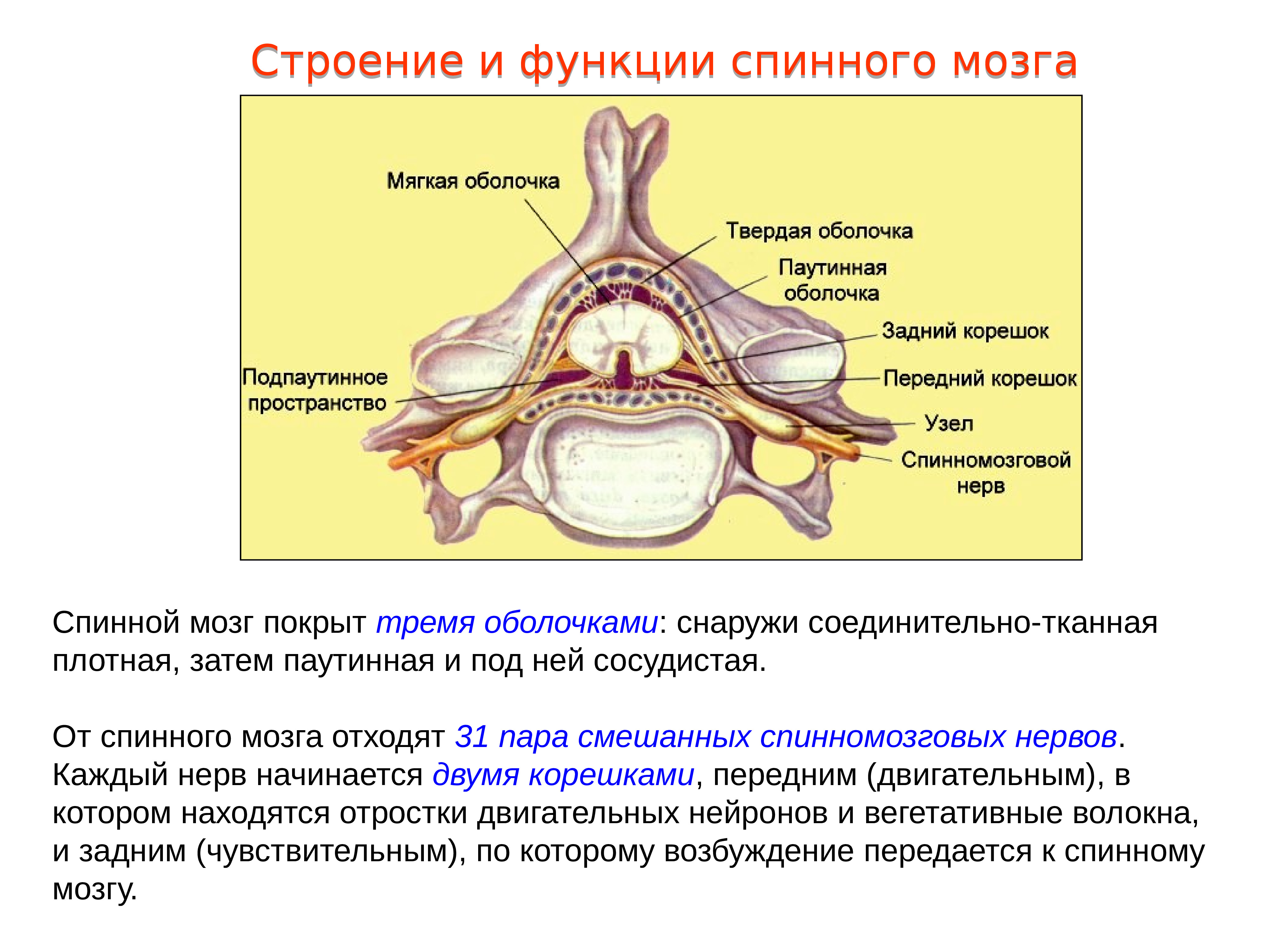 Строение спинного нерва. Строение спинного мозга оболочки спинного мозга. Спинной мозг строение и функции нервная система. Строение спинного мозга строение нерва. Оболочки Корешков спинного мозга анатомия.