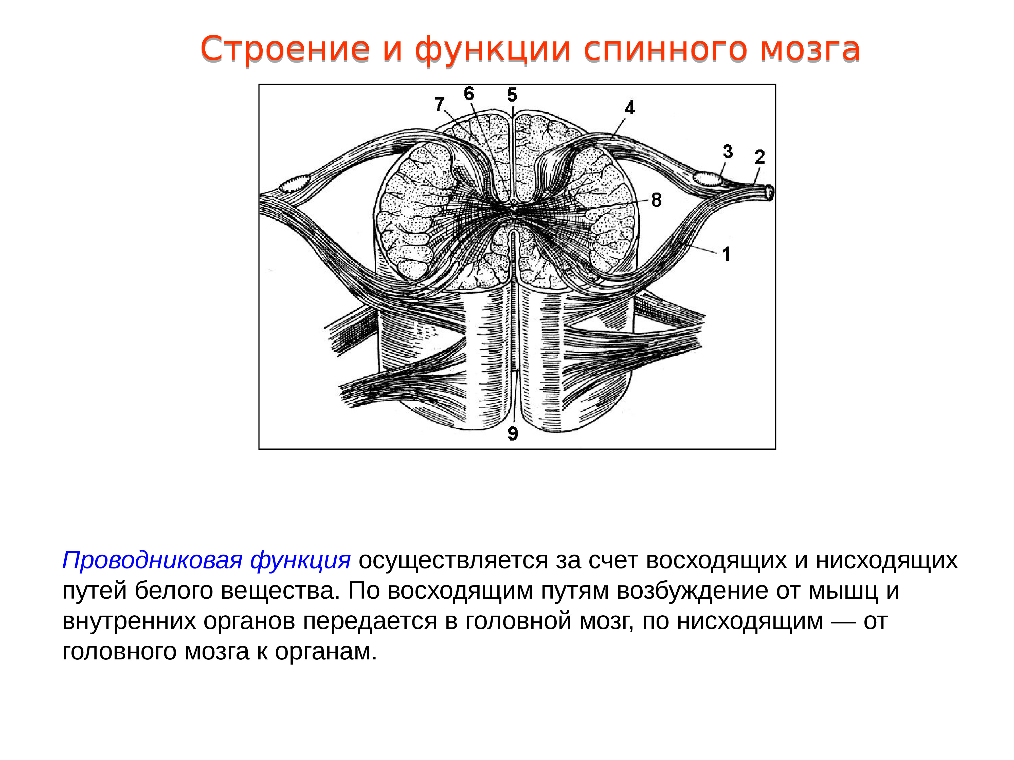 Функции передних и задних Корешков спинного мозга