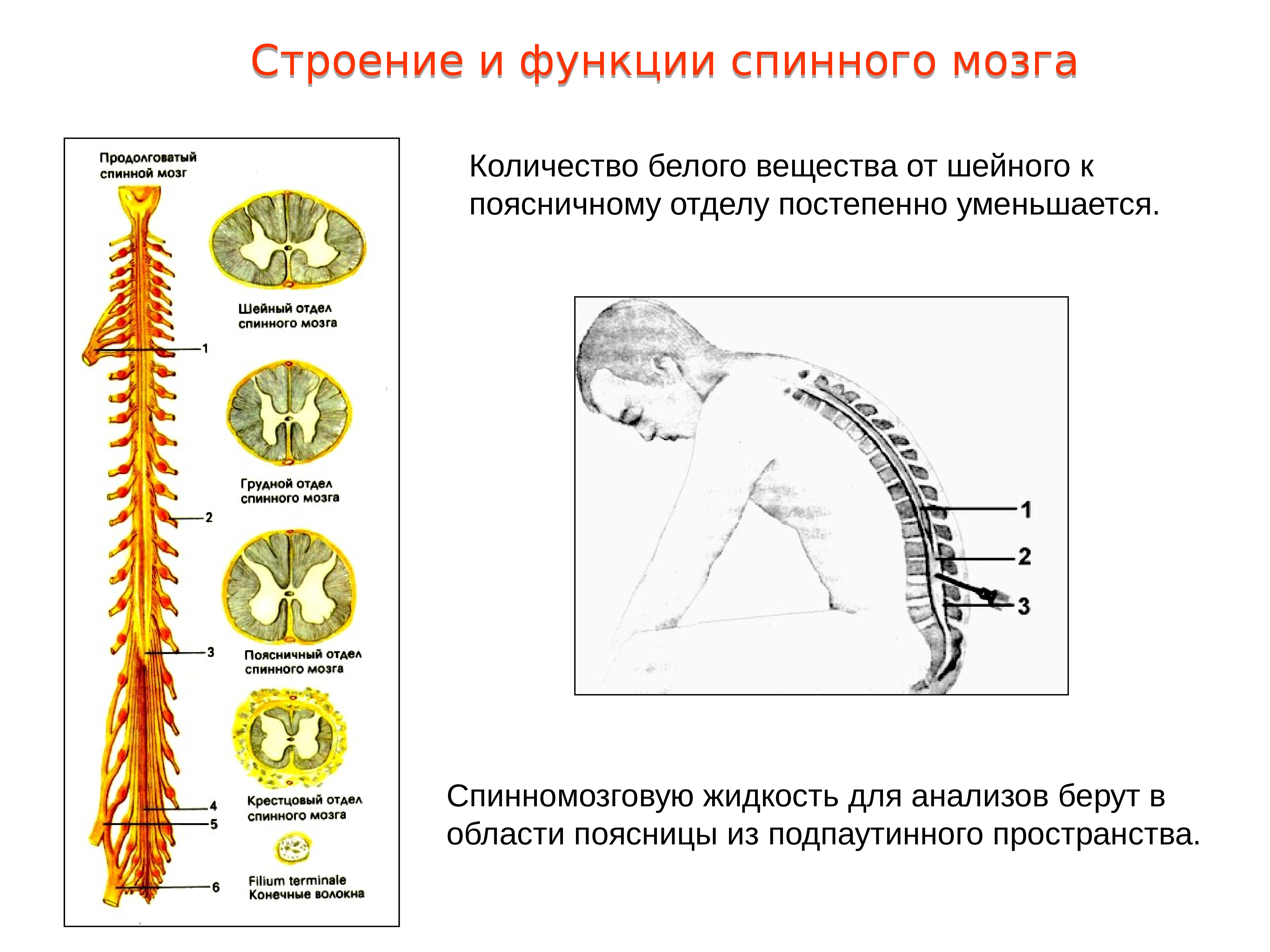 Строение спинного мозга человека