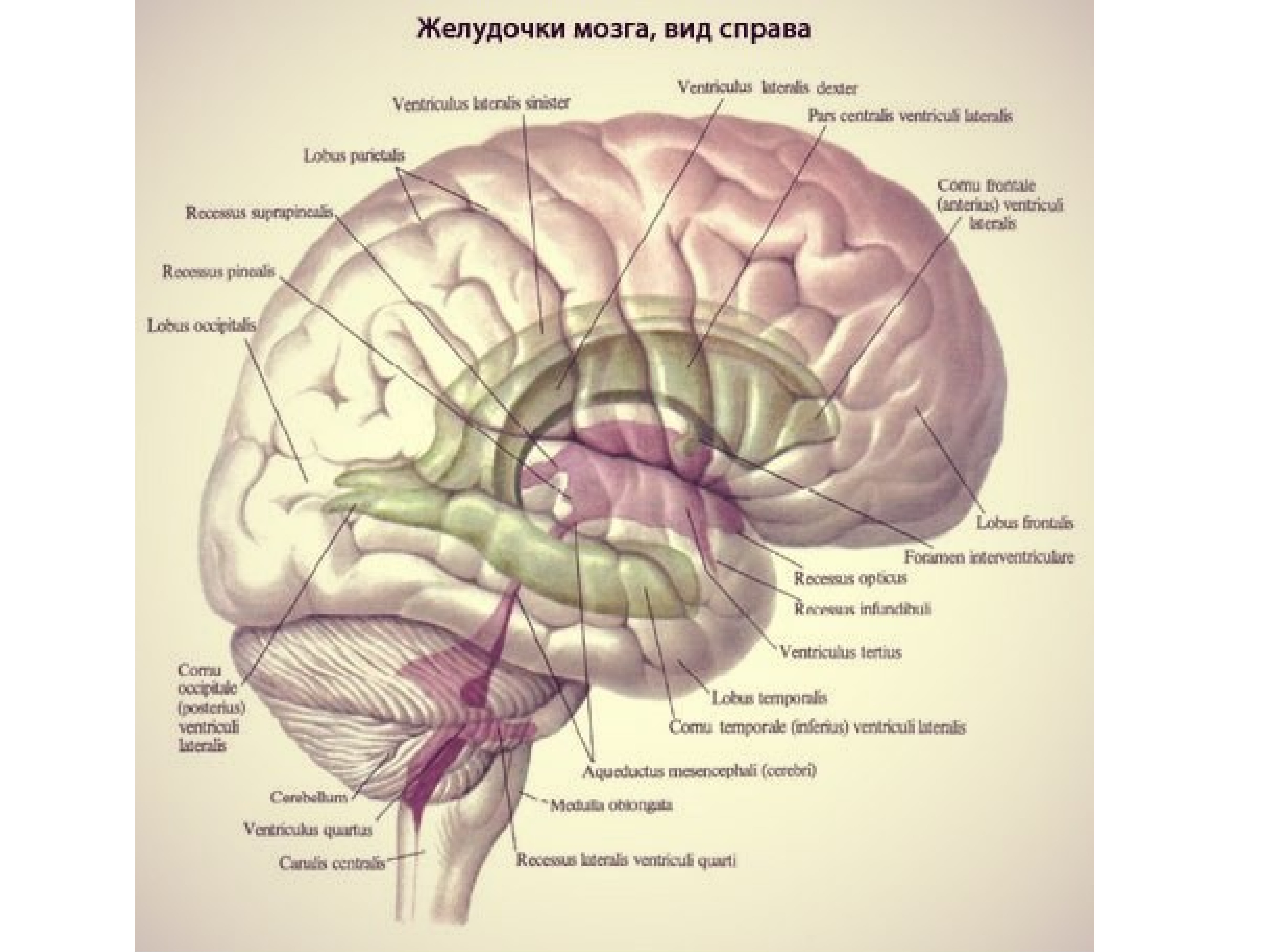 Желудочки среднего мозга. Боковые желудочки головного мозга анатомия. Третий желудочек головного мозга анатомия строение. Строение боковых желудочков головного мозга анатомия. Топография желудочков головного мозга.