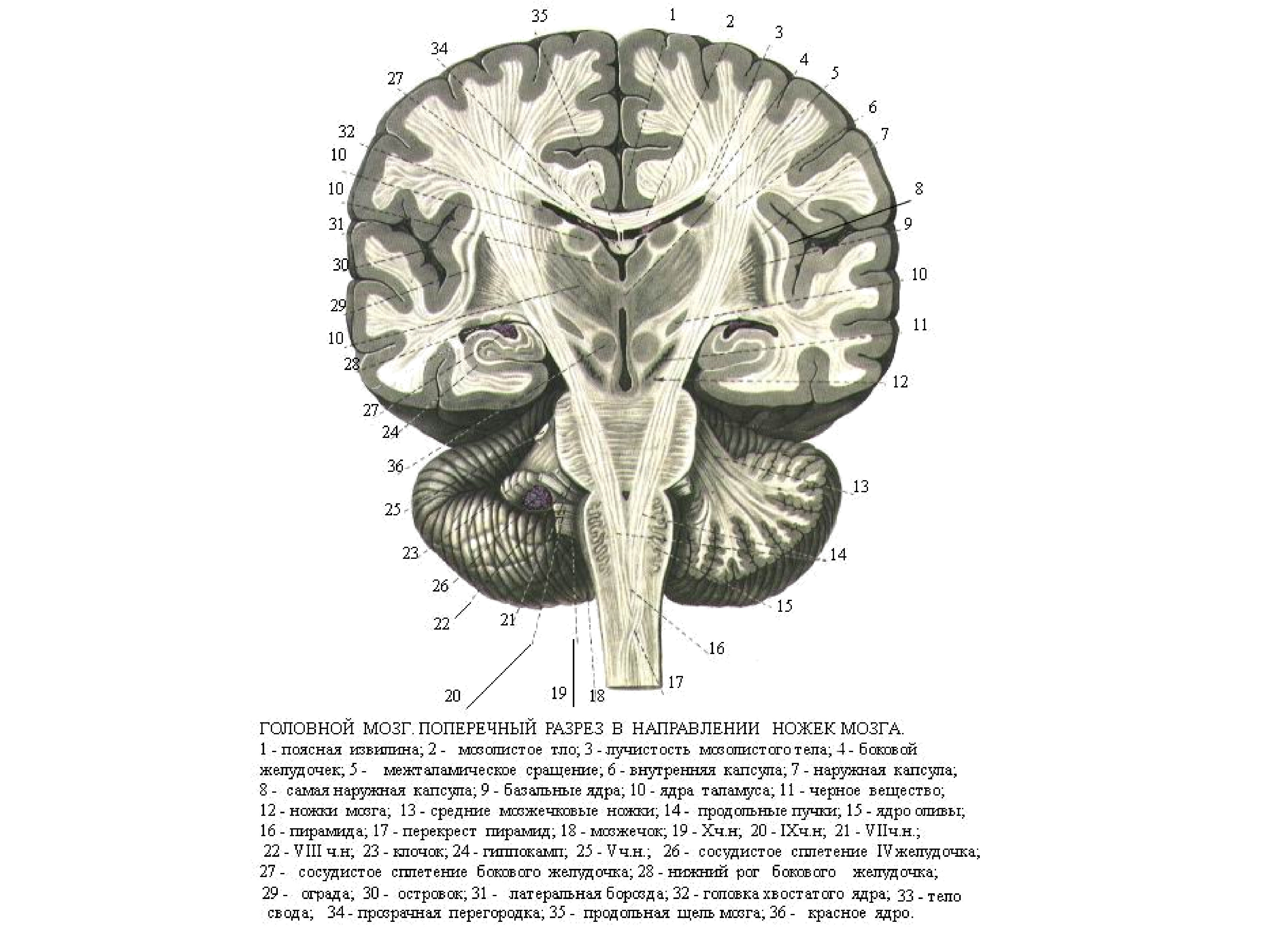 Мозг ноги. Головной мозг поперечный разрез. Строение головного мозга в поперечном разрезе. Поперечный срез головного мозга анатомия. Поперечный срез головного мозга схема.