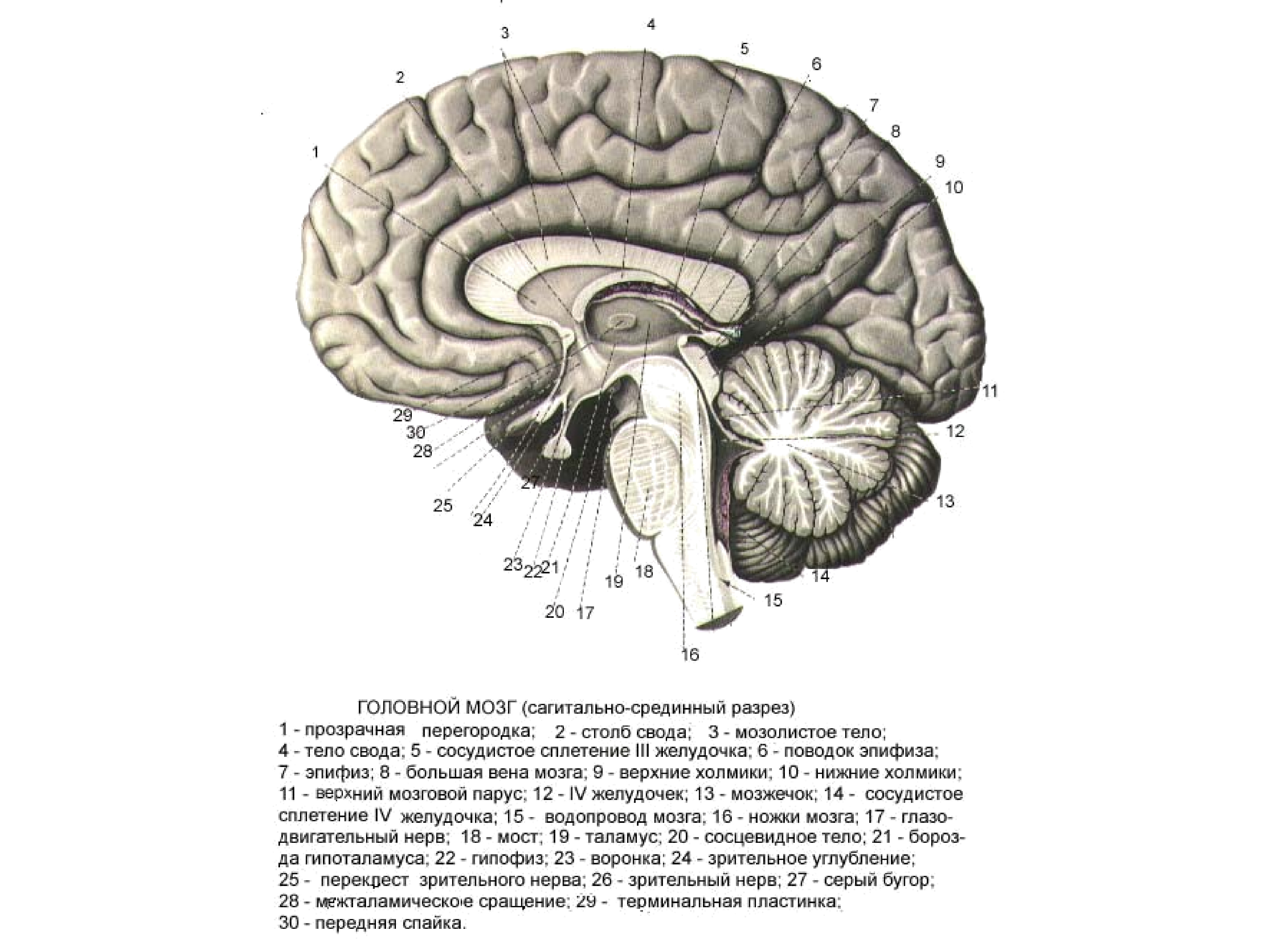 Характеристика слова спайка. Мозолистое тело свод передняя спайка анатомия. Мозолистое тело Сагиттальный разрез. Срединный срез головного мозга. Промежуточный мозг Сагиттальный разрез головного мозга.