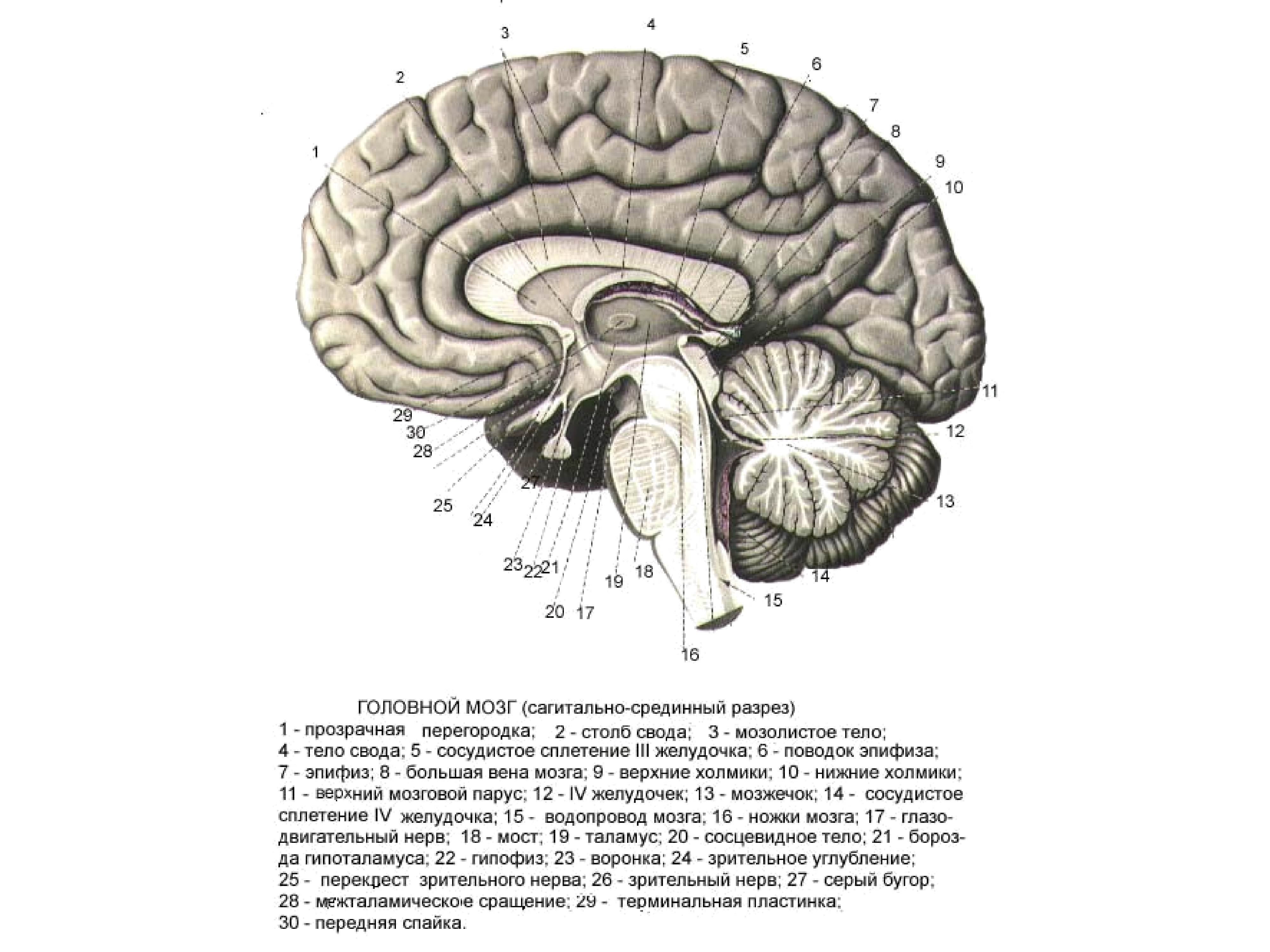 Прозрачная перегородка мозга. Мозолистое тело свод передняя спайка анатомия. Столбы свода головного мозга. Срединный Сагиттальный разрез головного мозга. Сагиттальный разрез головного мозга задний мозг.
