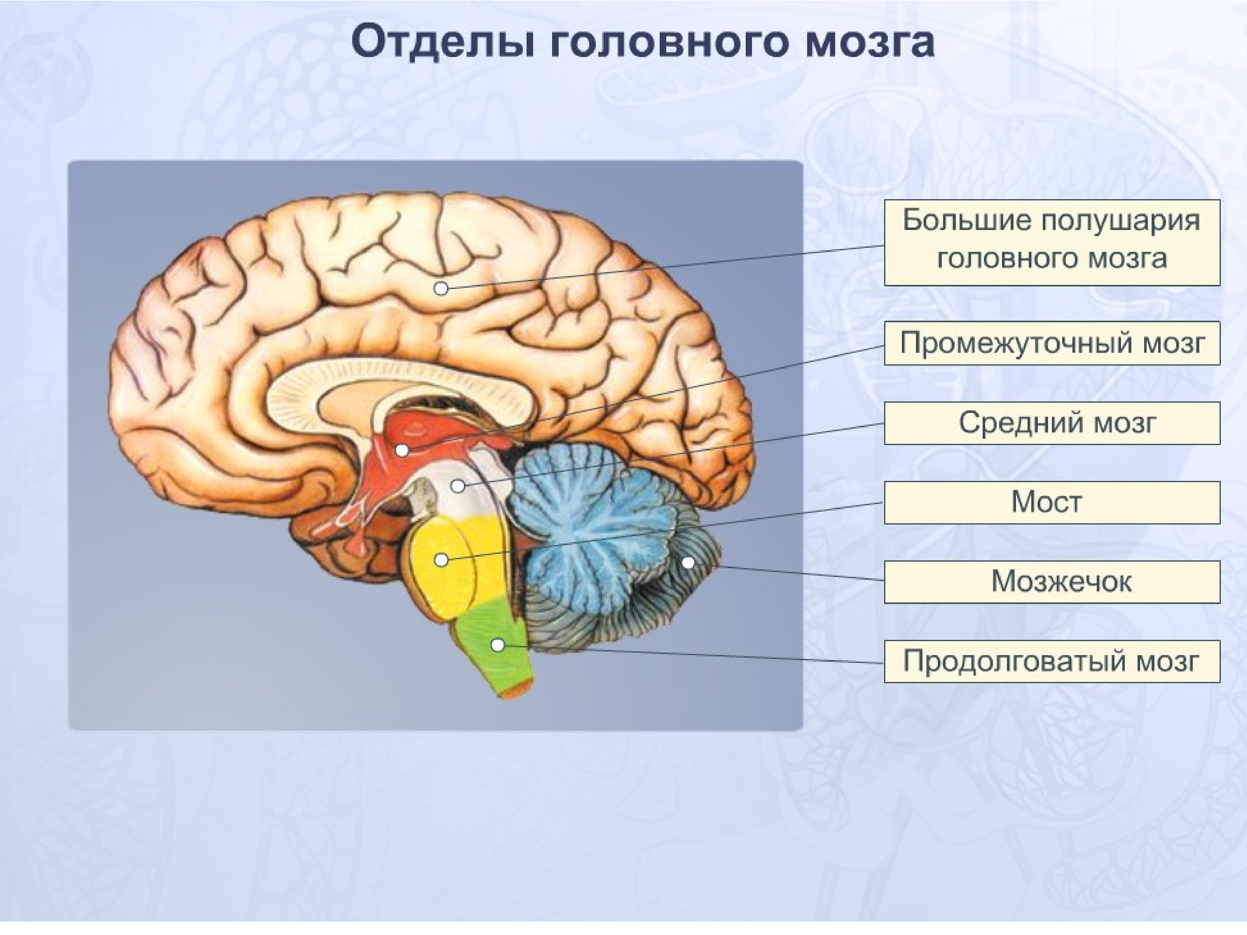 Указать функции отделов мозга