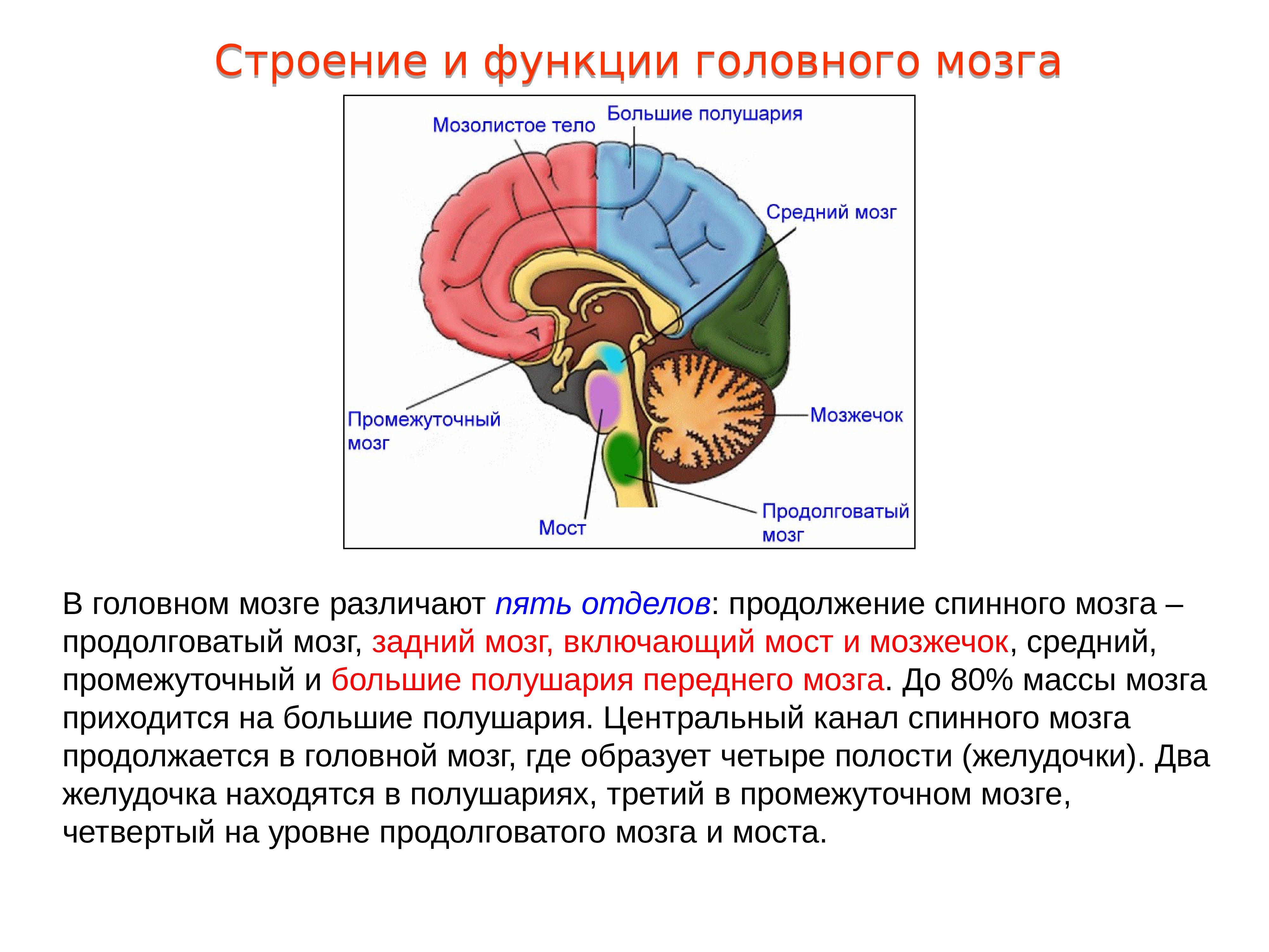 Таламус и гипоталамус какой отдел мозга. Задний мозг мозжечок строение. Задний мозг функции мозжечка. Серое вещество заднего мозга мозжечка. Мозжечок строение и функции анатомия.