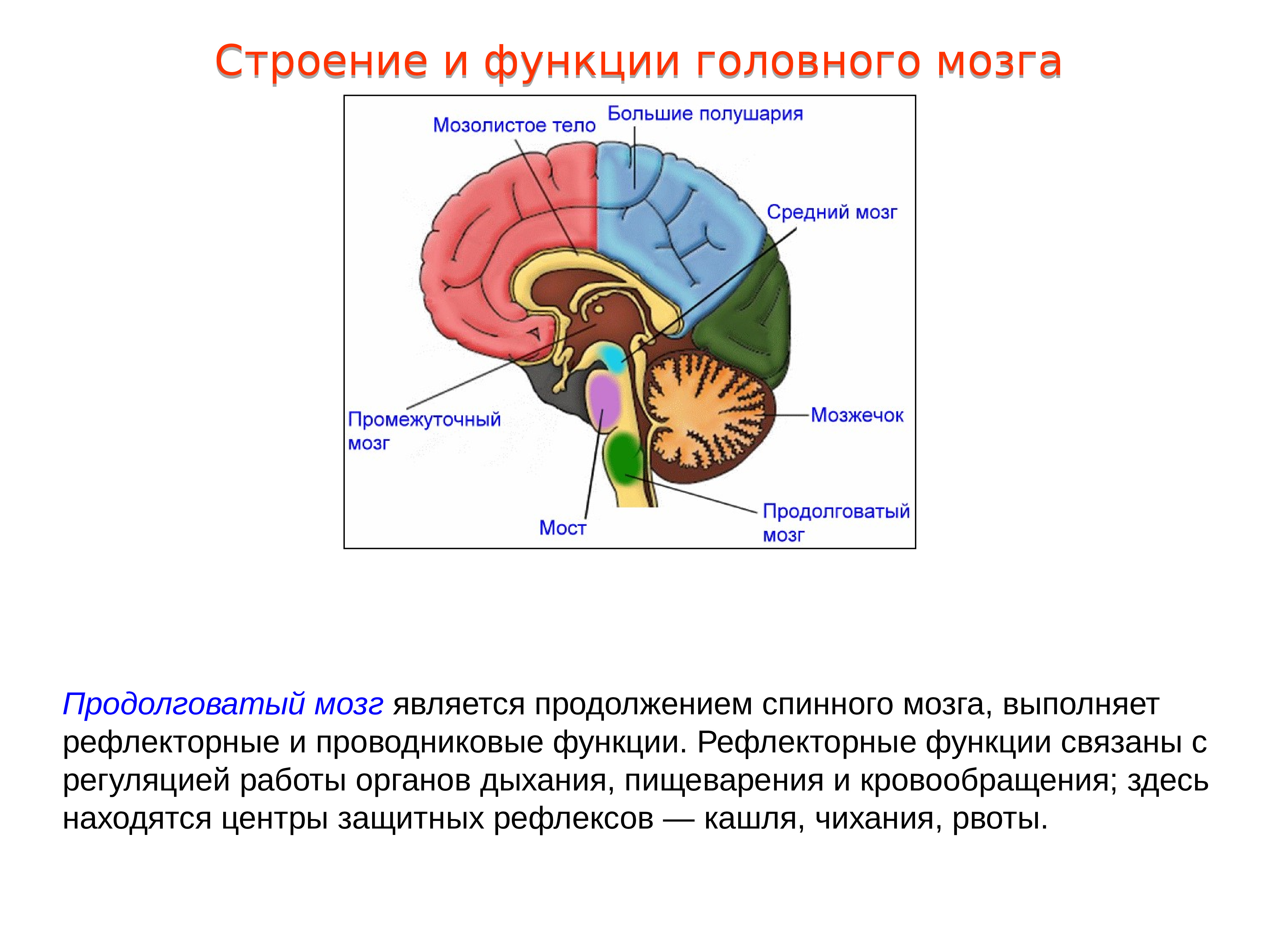 Структуры и функции отделов головного мозга. Структура головного мозг задний мозг. Проводниковая функция мозжечка. Головной мозг, отделы. Строение и функции продолговатого мозга. 1. Промежуточный мозг: строение, функции.