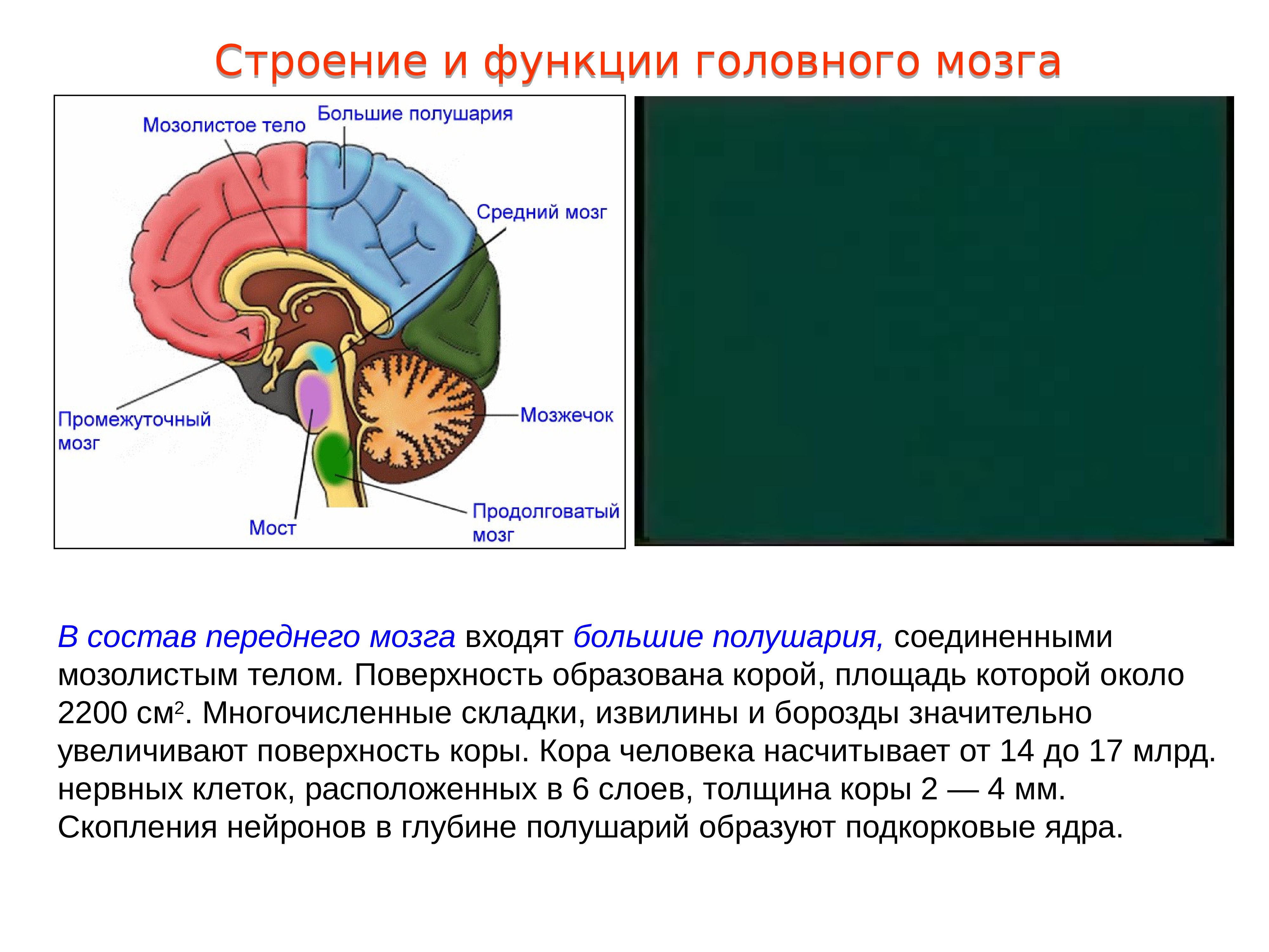 Большие полушария головного мозга функции и строение. Строение и функции больших полушарий переднего мозга. Функции промежуточного и большого полушария головного мозга. Большие полушария переднего мозга строение и функции. Строение и функции мозолистого тела головного мозга.