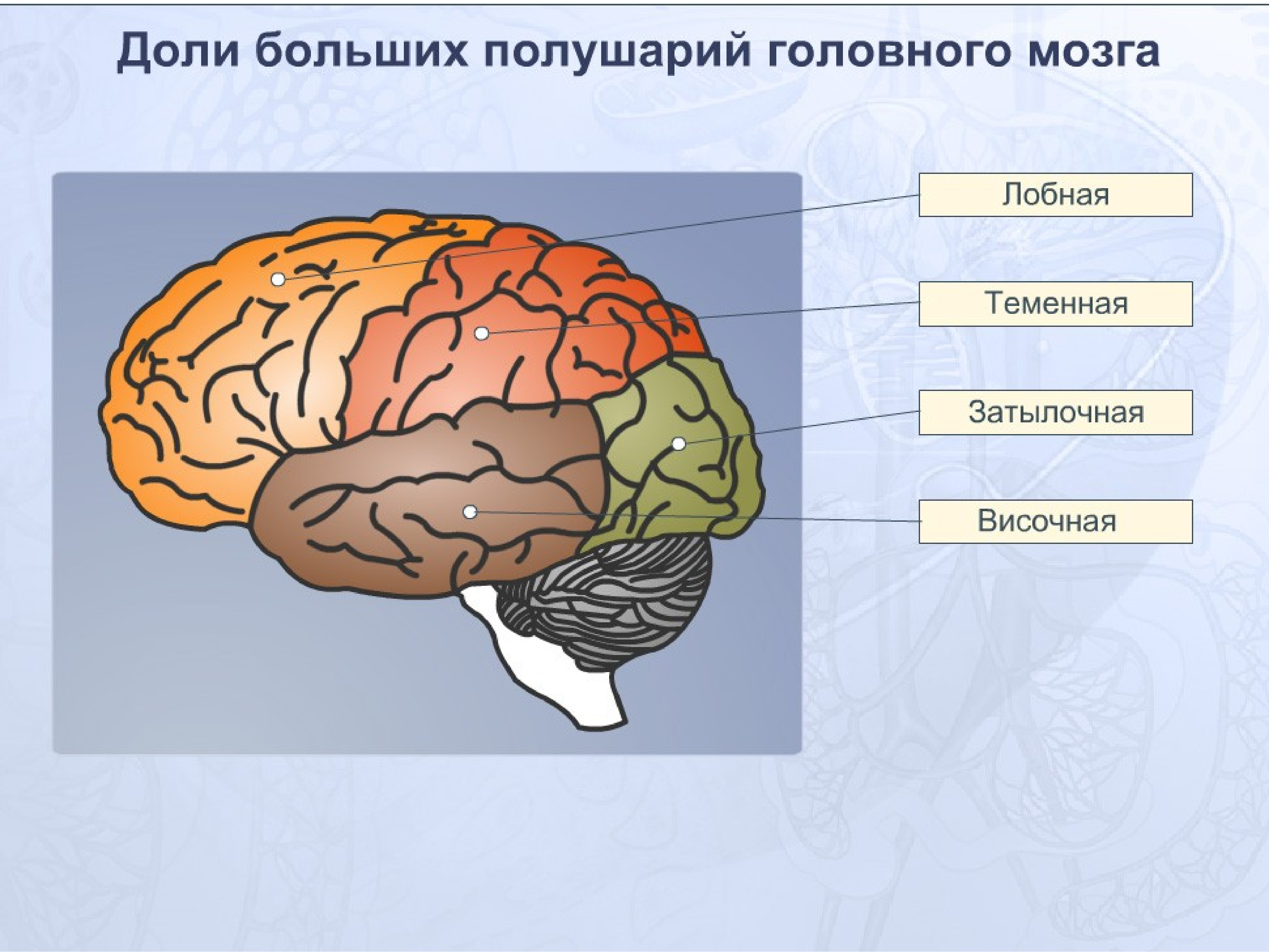 Укажите какой цифрой обозначена часть мозга млекопитающего. Перечислите доли больших полушарий головного мозга. Анатомия коры головного мозга доли. Доли коры полушарий мозга. Доли больших полушарий головного мозга рисунок 129.