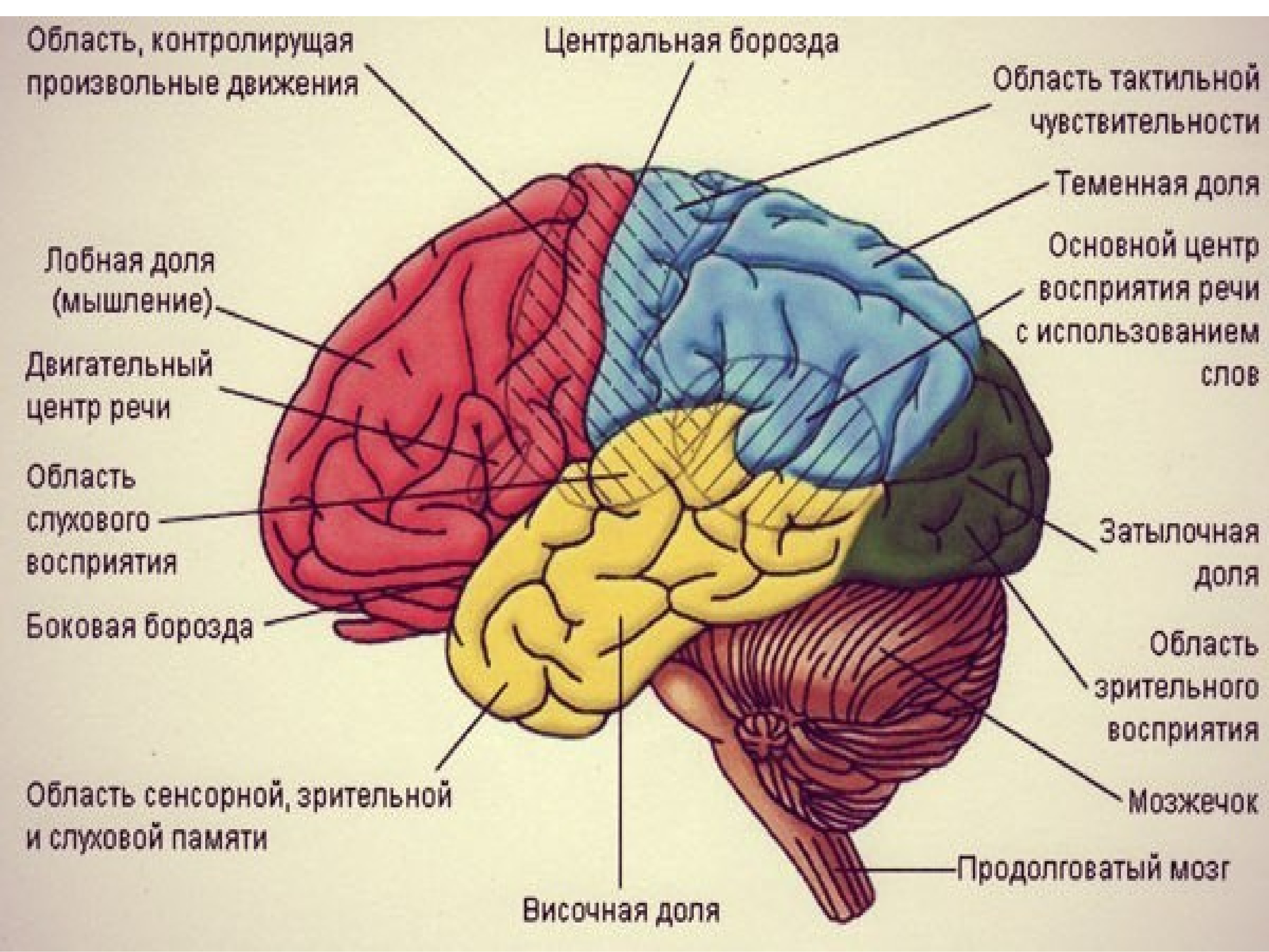 Теменная зона коры мозга. Ассоциативные зоны головного мозга. Ассоциативные области коры больших полушарий. Центры долей мозга. Ассоциативные области коры большого мозга..