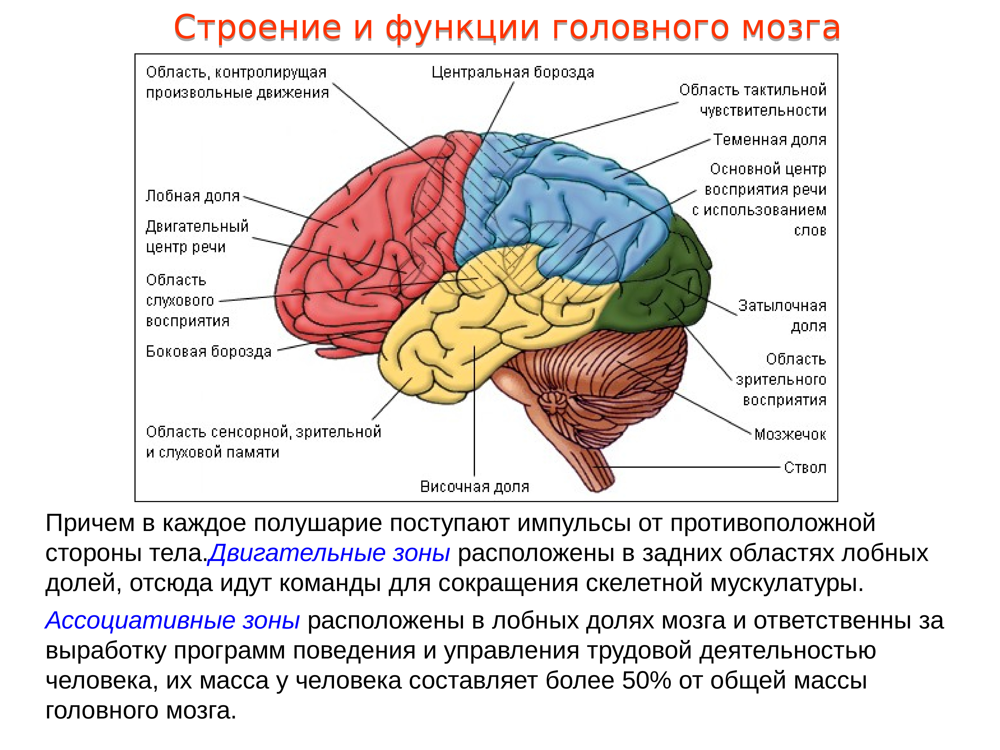 Какие доли мозга