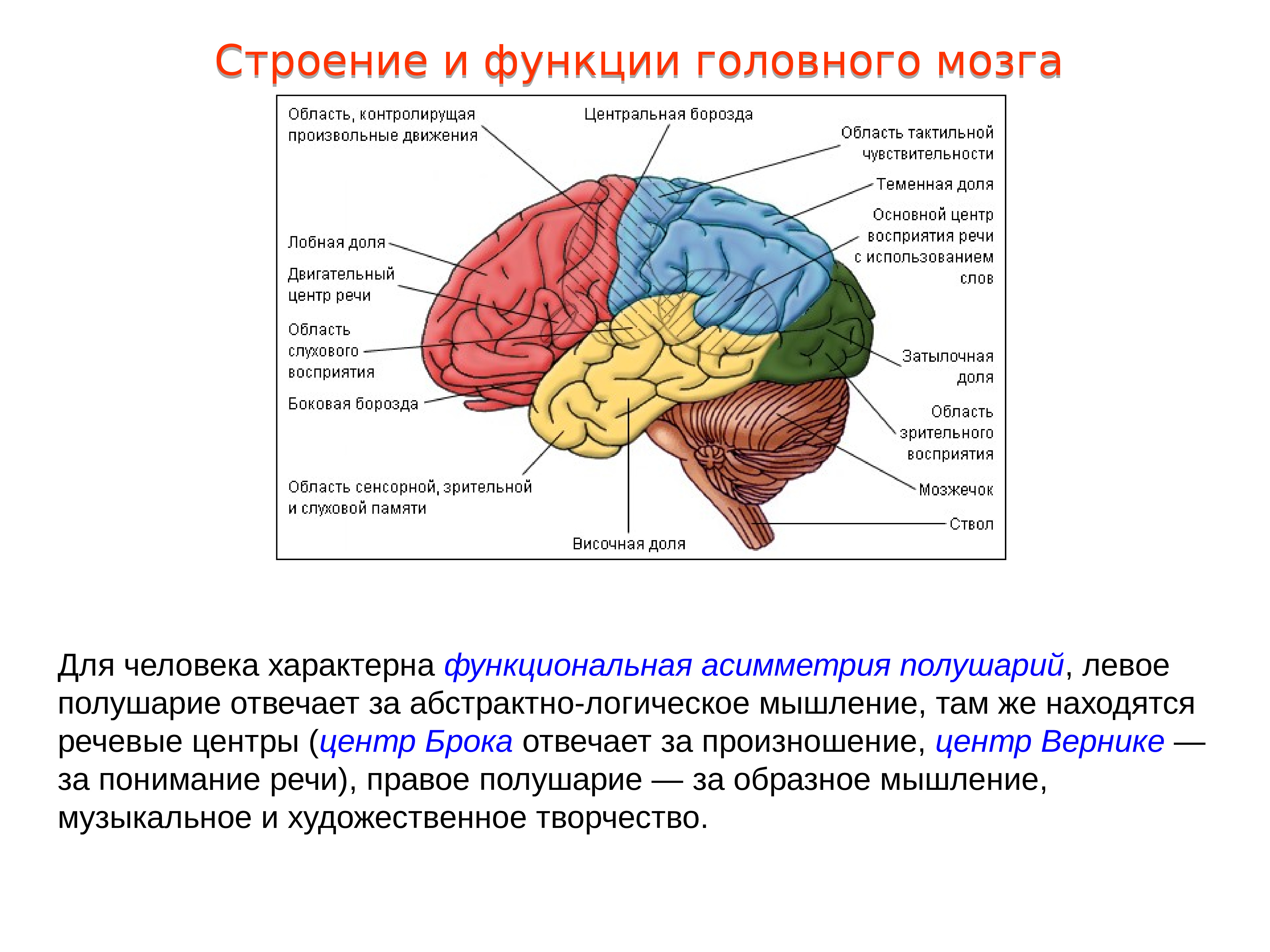 Основные зоны коры мозга. Строение лобной доли мозга анатомия. Доли полушарий головного мозга островковая.