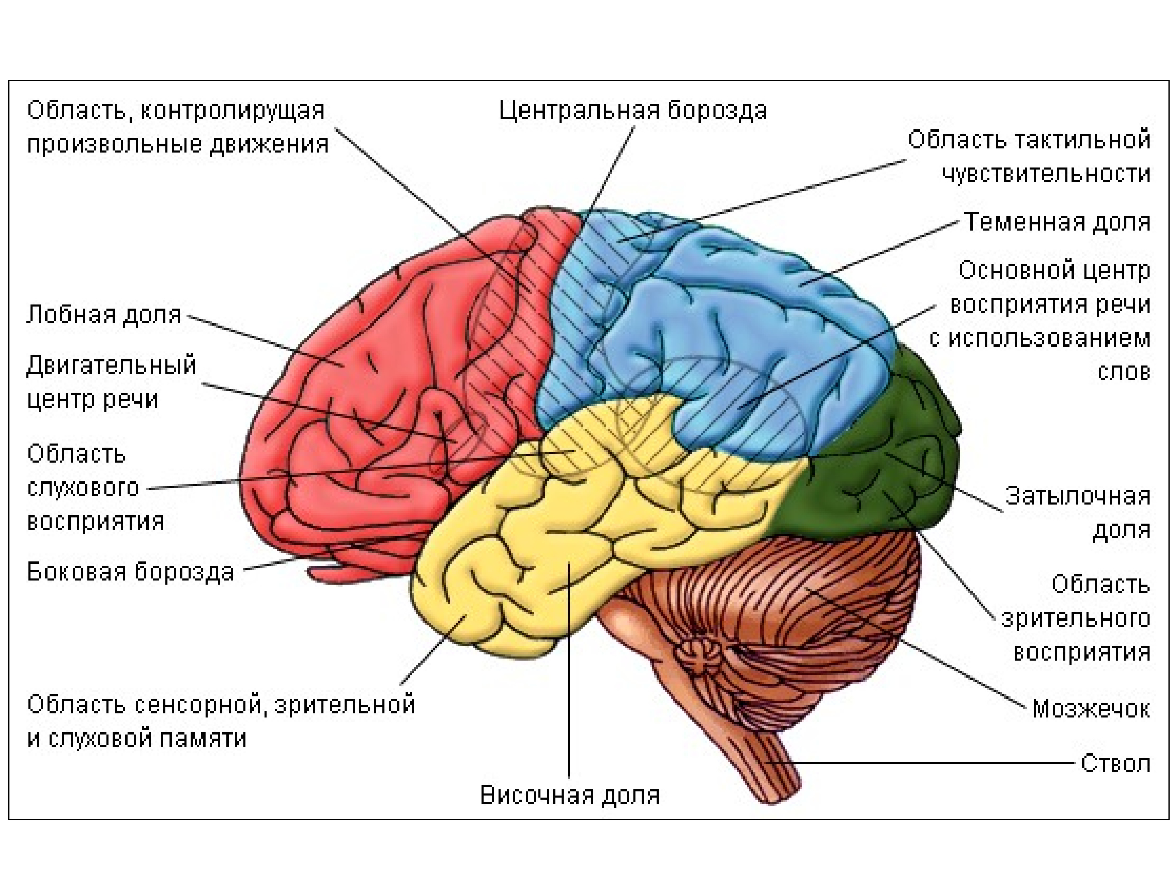 Головной мозг строение анатомия