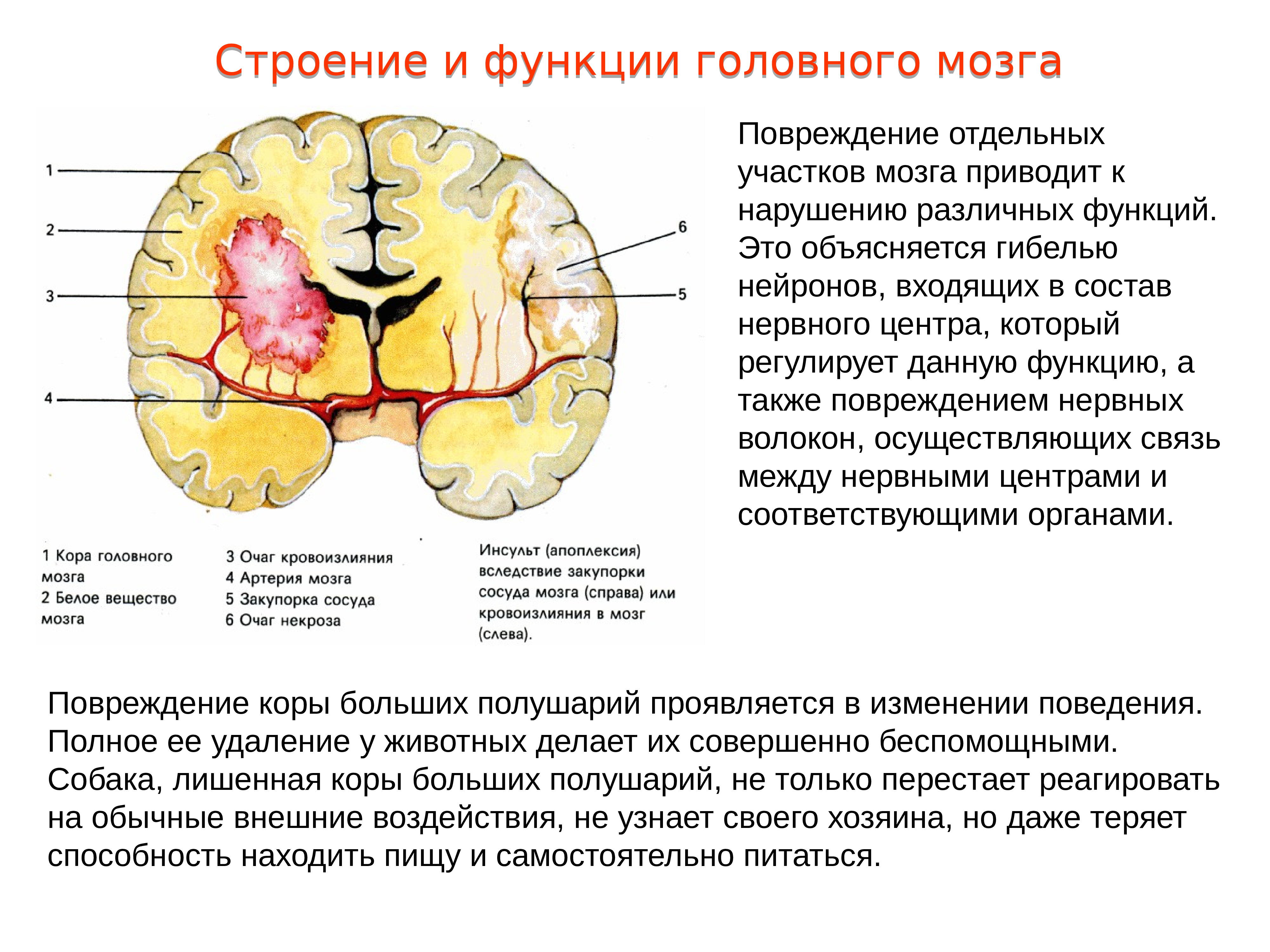 Кору и полушария в головном мозге имеют. Строение функции долей мозг. Строение долей головного мозга с функциями. Полушария головного мозга строение и функции. Головной мозг отделы и функции большие полушария.