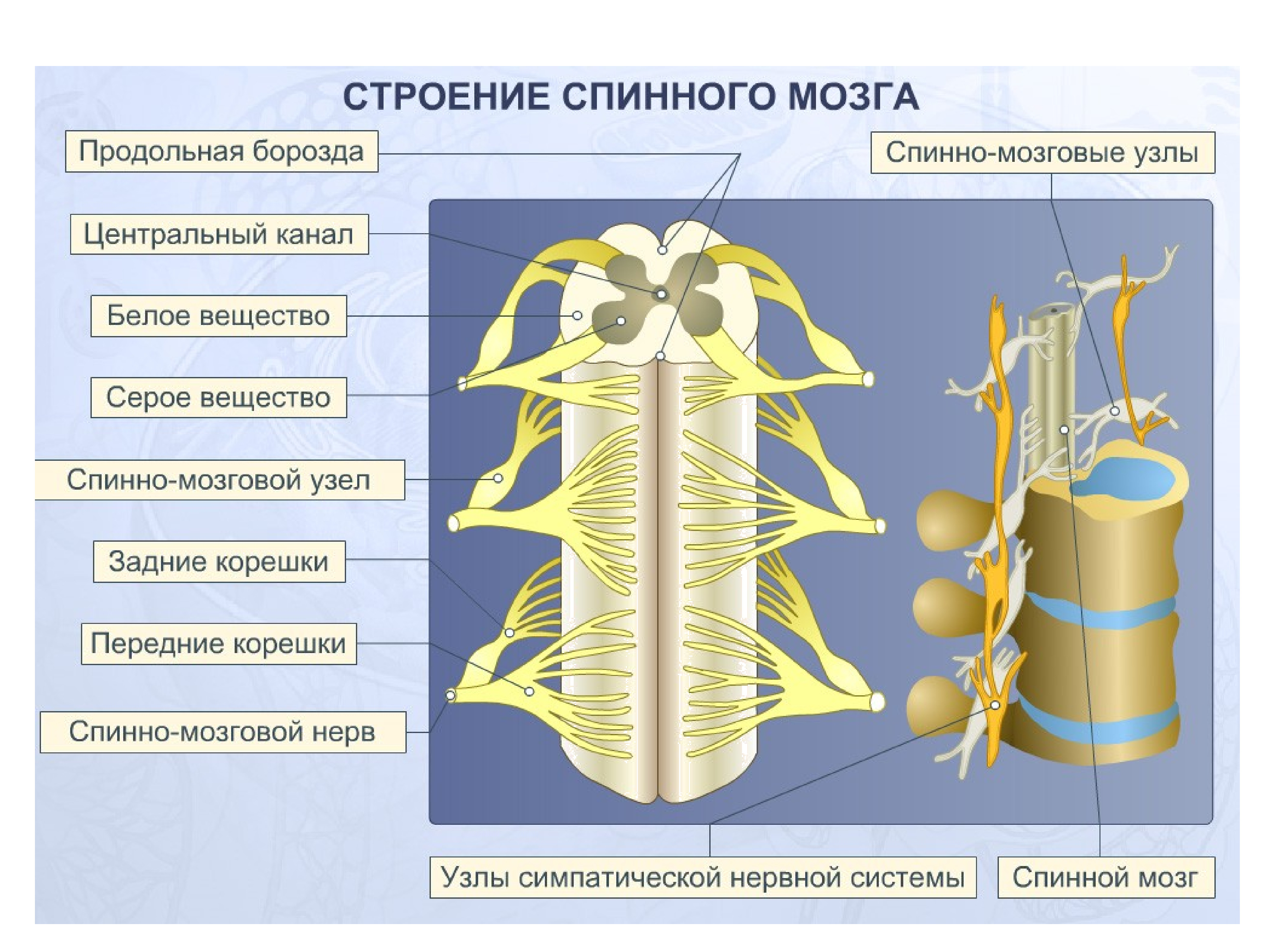Строение спинного нерва. Спинной мозг строение и функции. 2. Строение и функции спинного мозга. Нервная система человека спинной мозг. Строение и функции спинного мозга 8 класс.