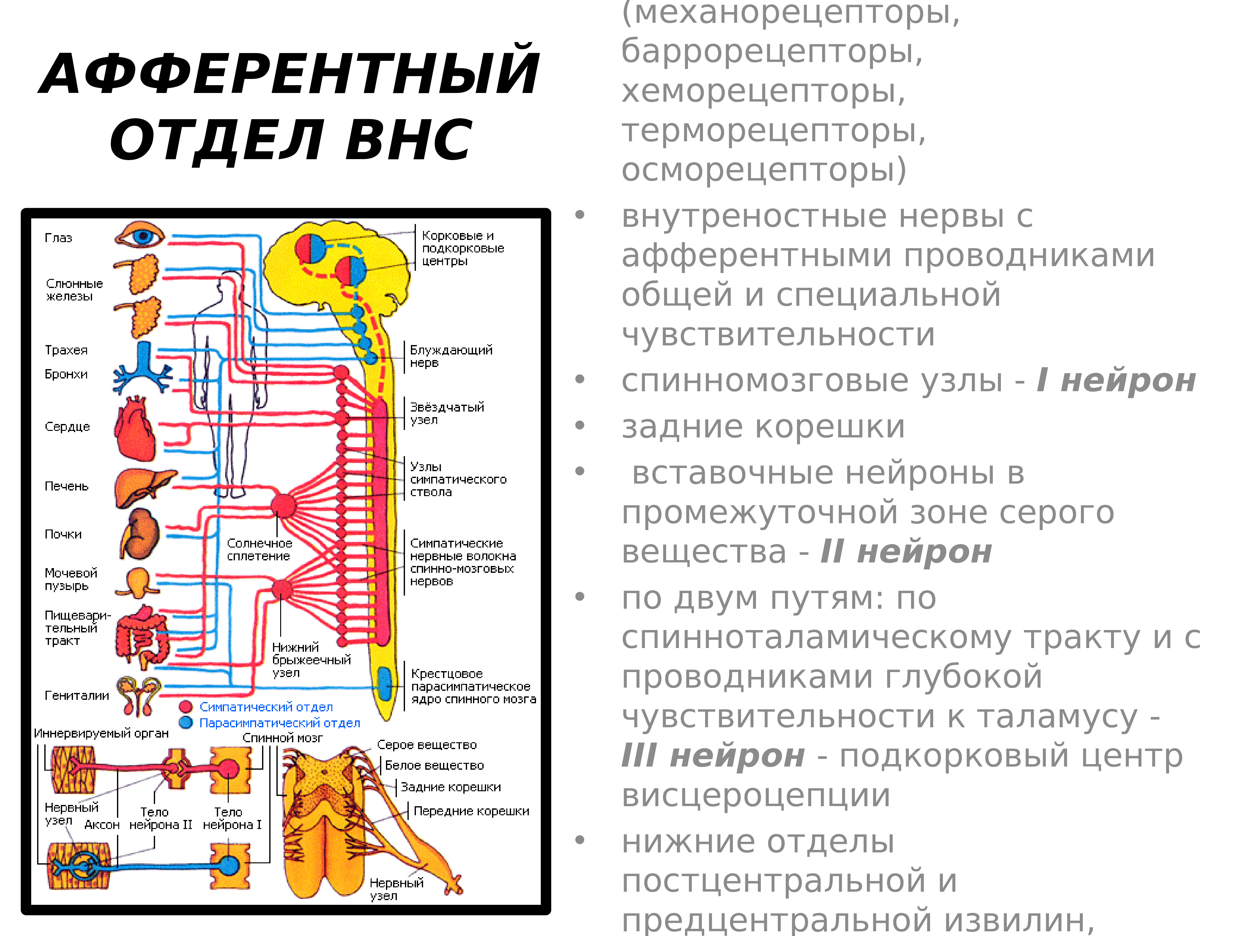 Отделы анатомии. Автономная нервная система. Вегетативная нервная система человека. Афферентный нерв. Вегетативная нервная система первый афферентный Нейрон.